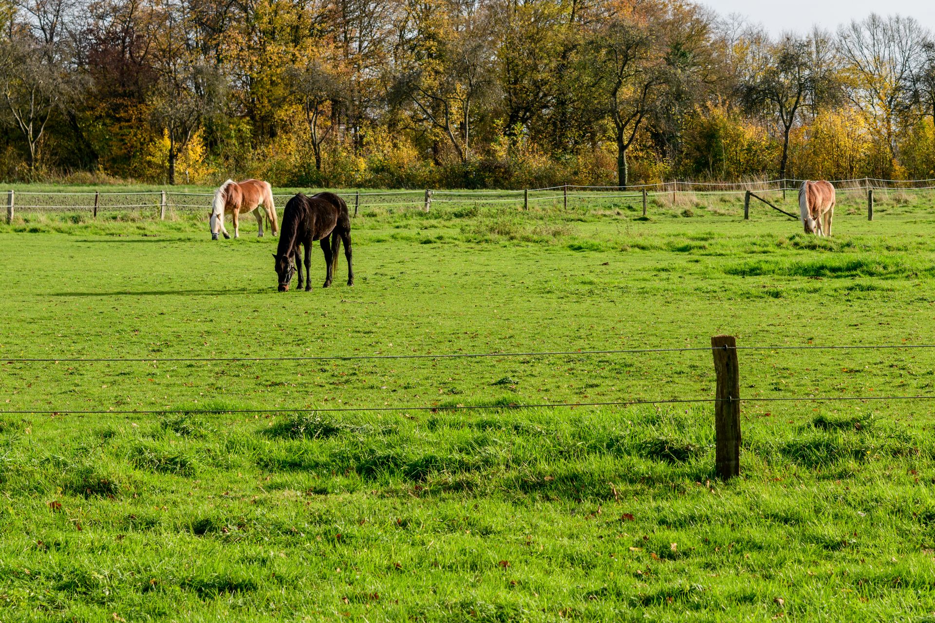 Horse photo: autumn pasture