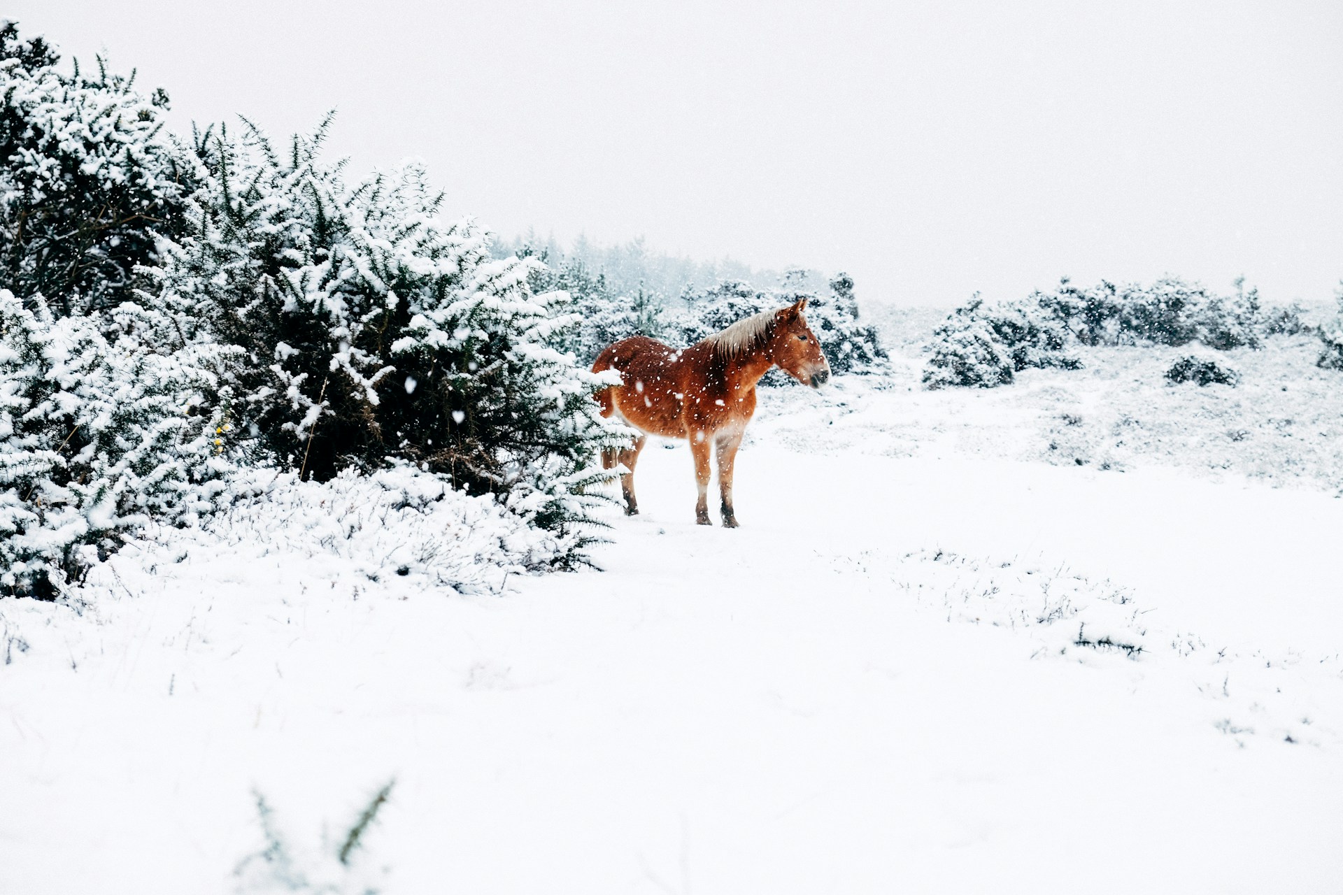 Horse photo: snowy field brown horse