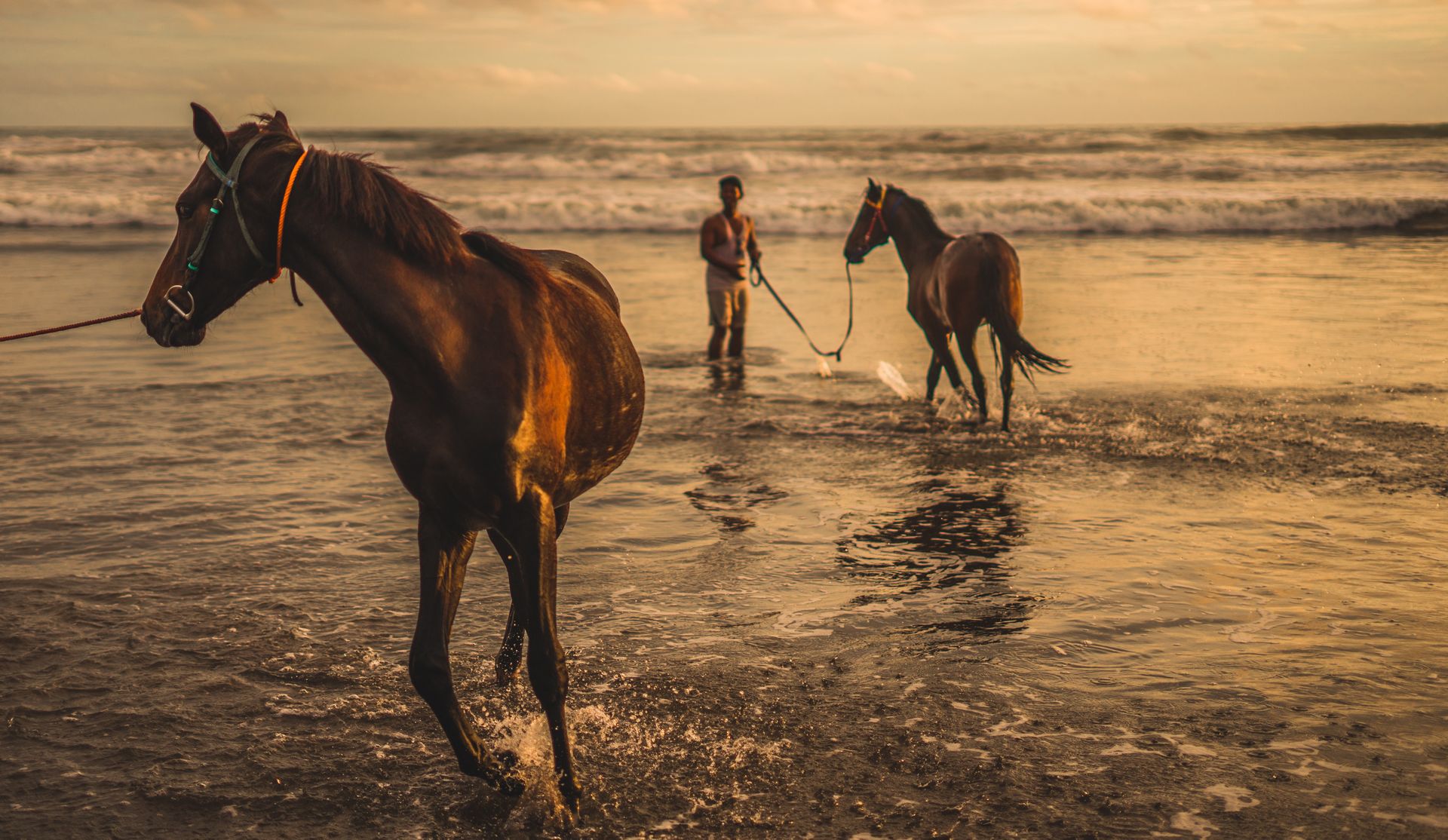 Horse photo: ocean sunset horses