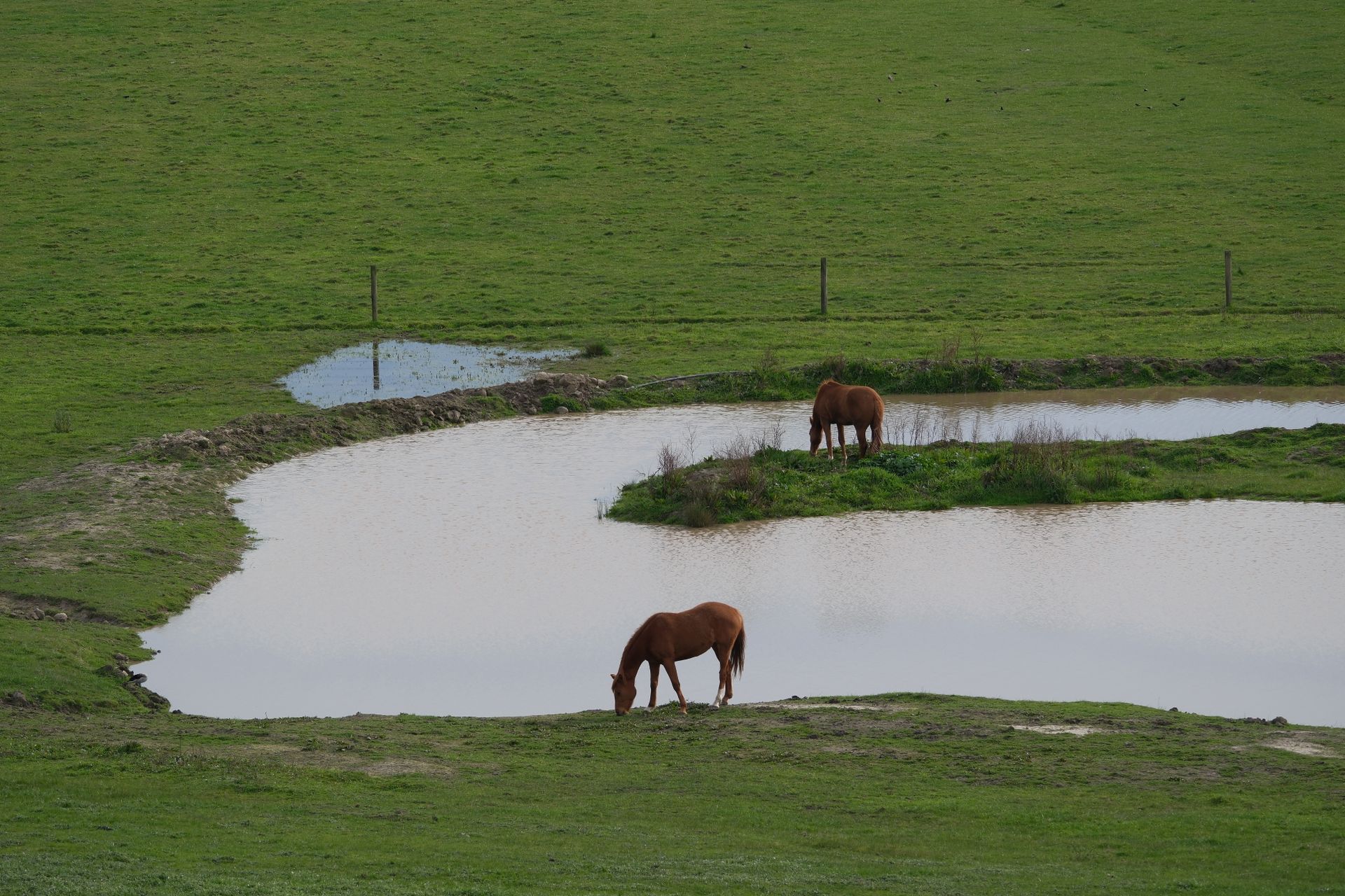 Horse photo: pond grazing