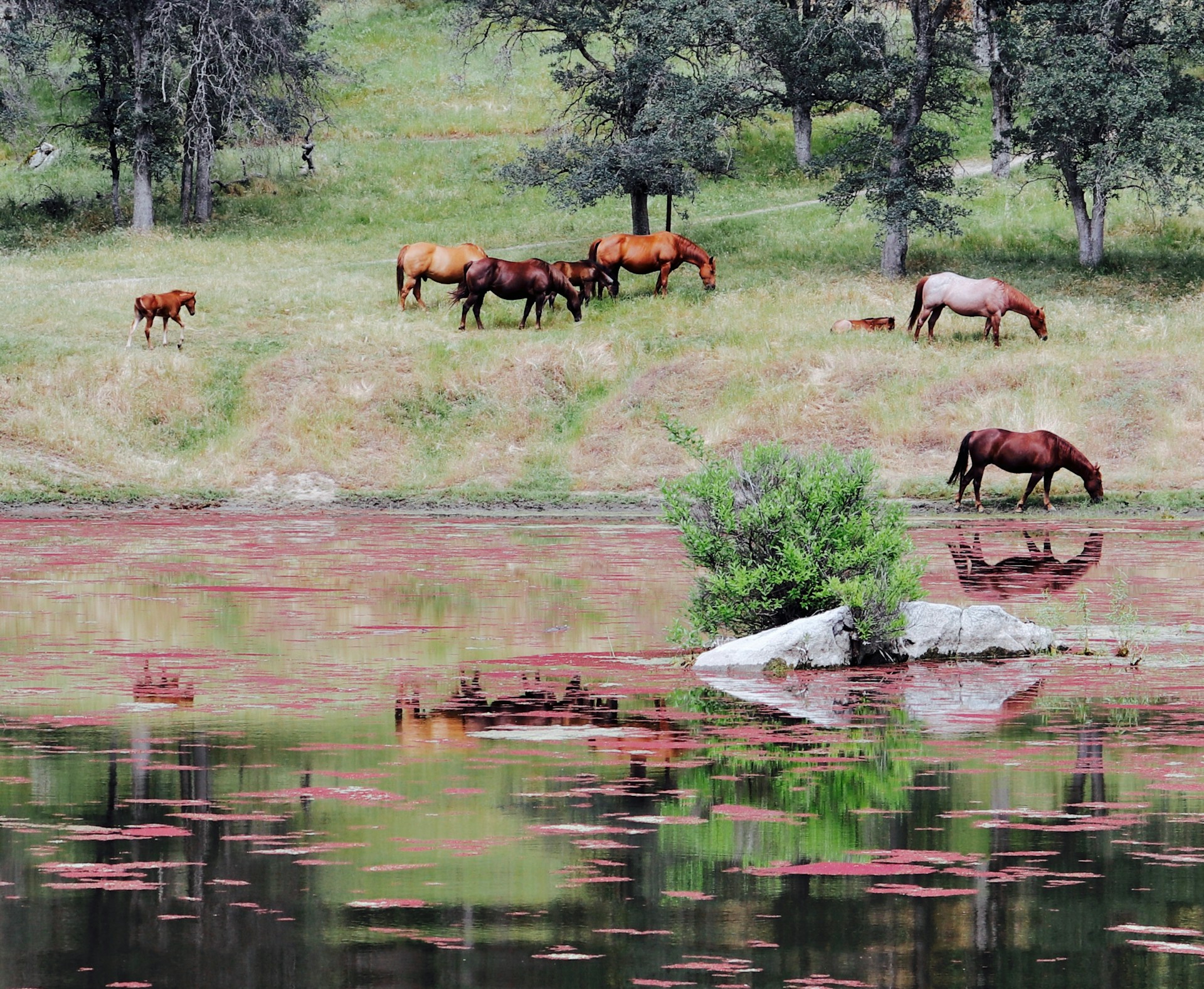 Horse photo: lakeside horses