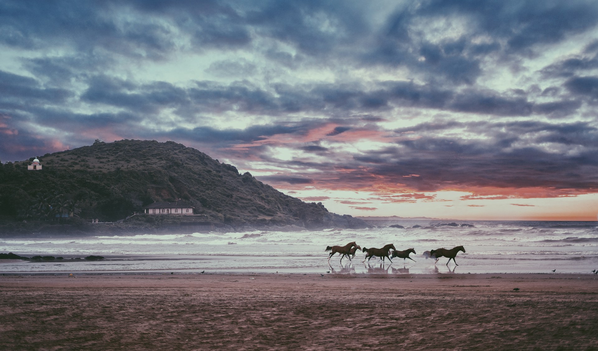 Horse photo: beach black horses by sea