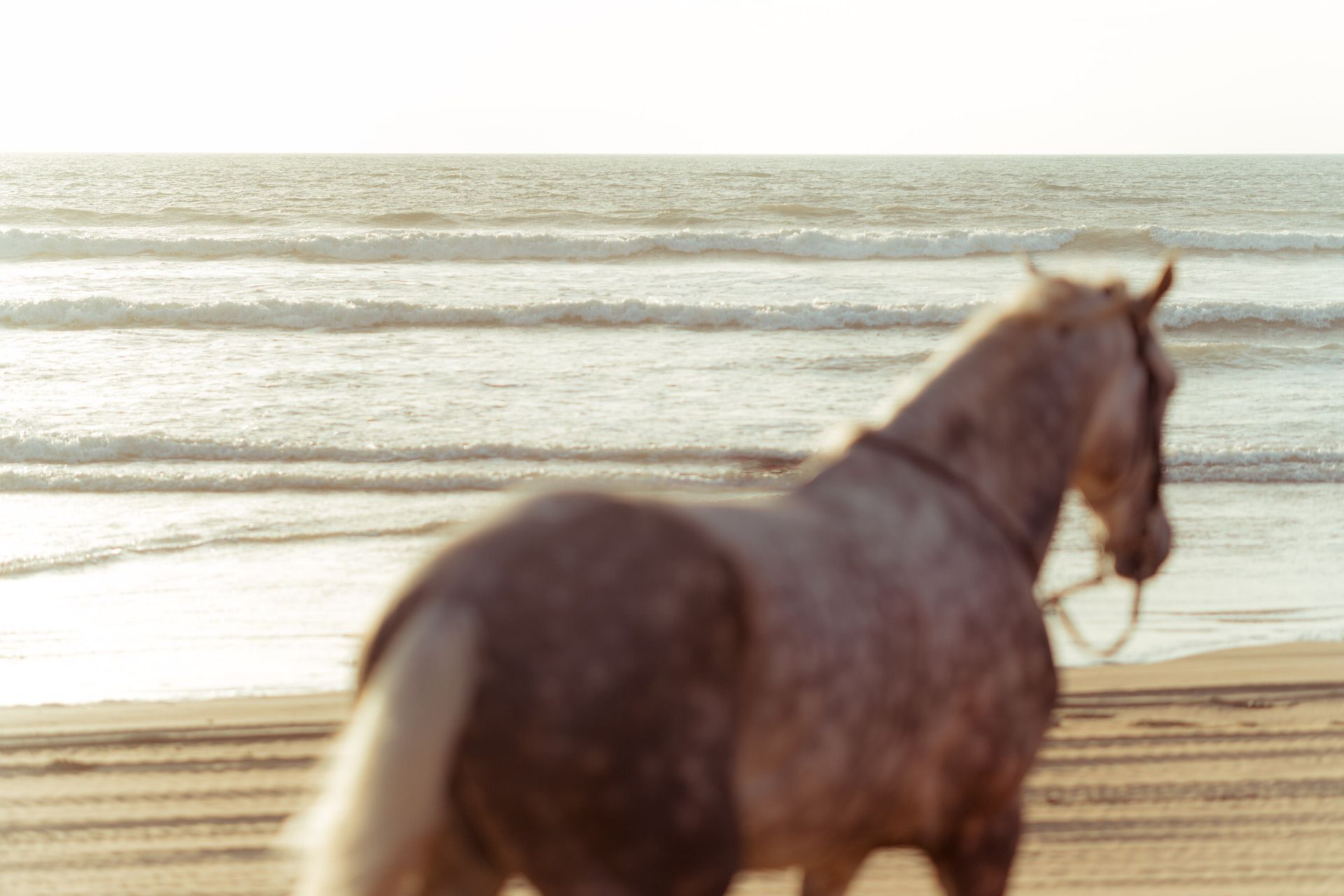 Horse photo: lone horse beach waves
