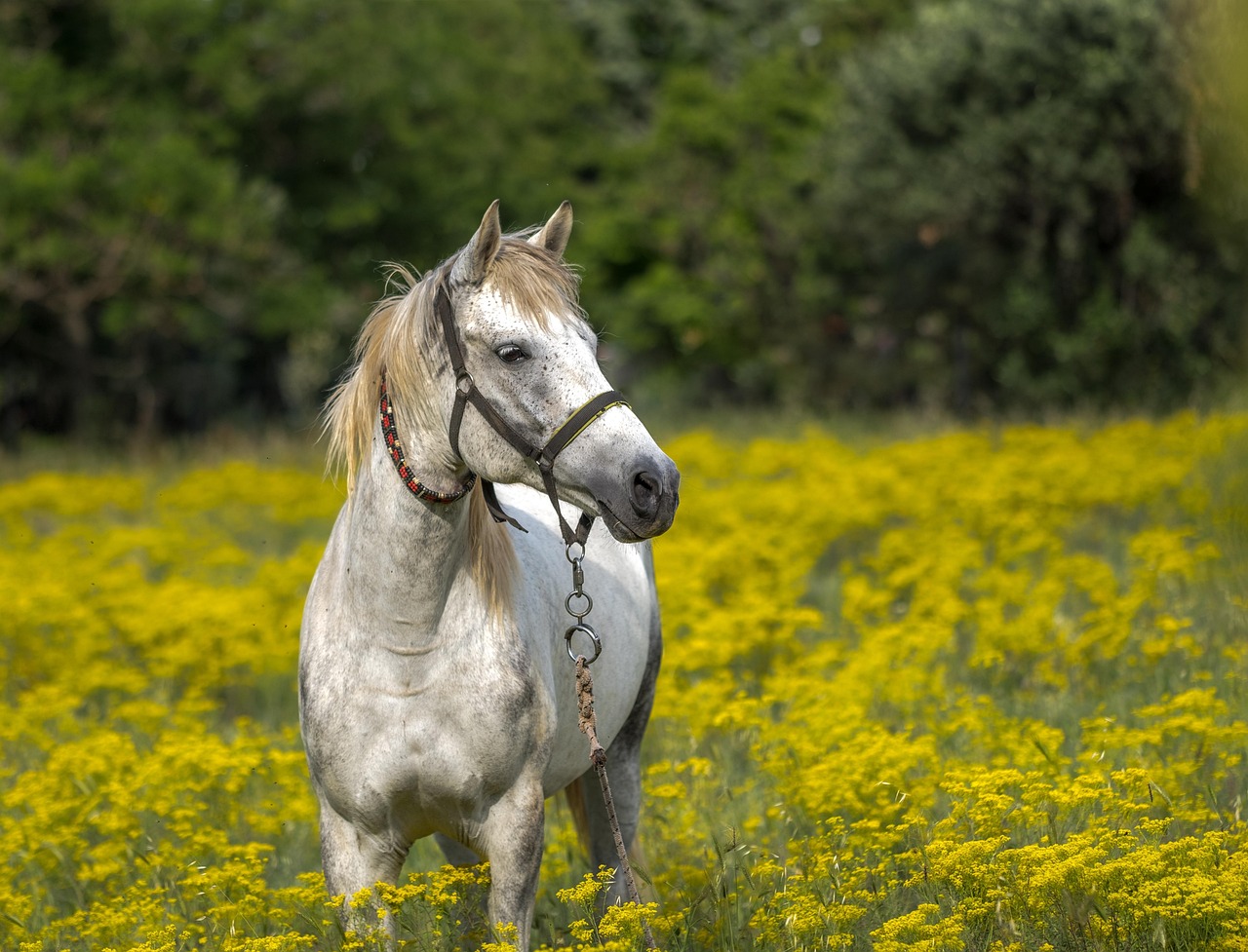 Horse photo: spring meadow white horse