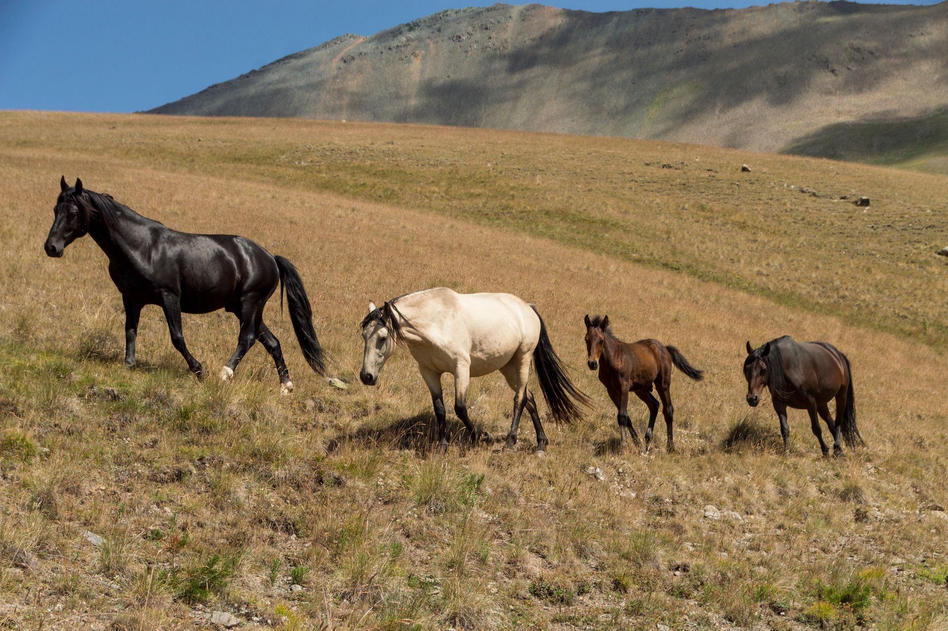 Horse photo: wild herd open plain