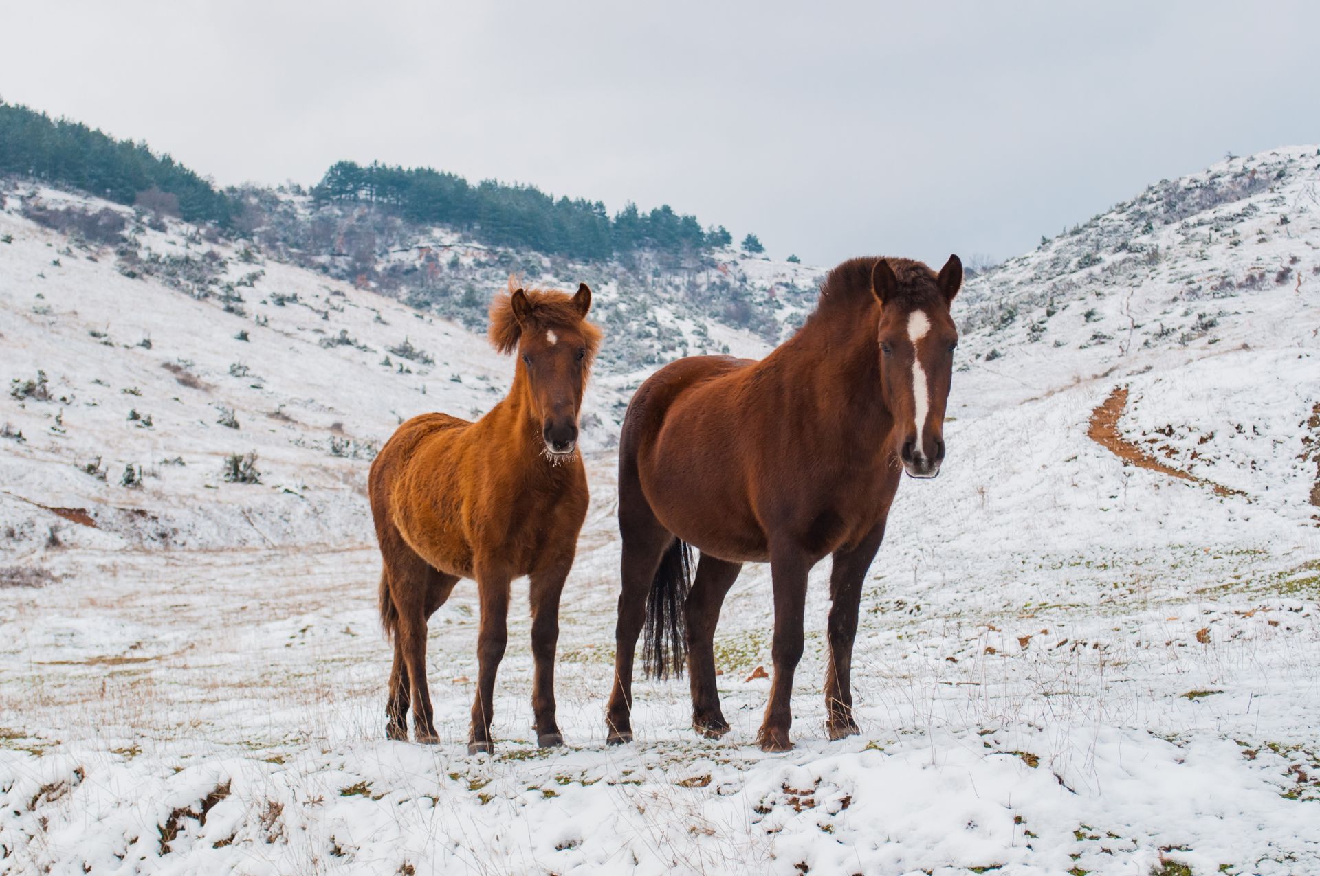 Horse photo: snowy mountains pair