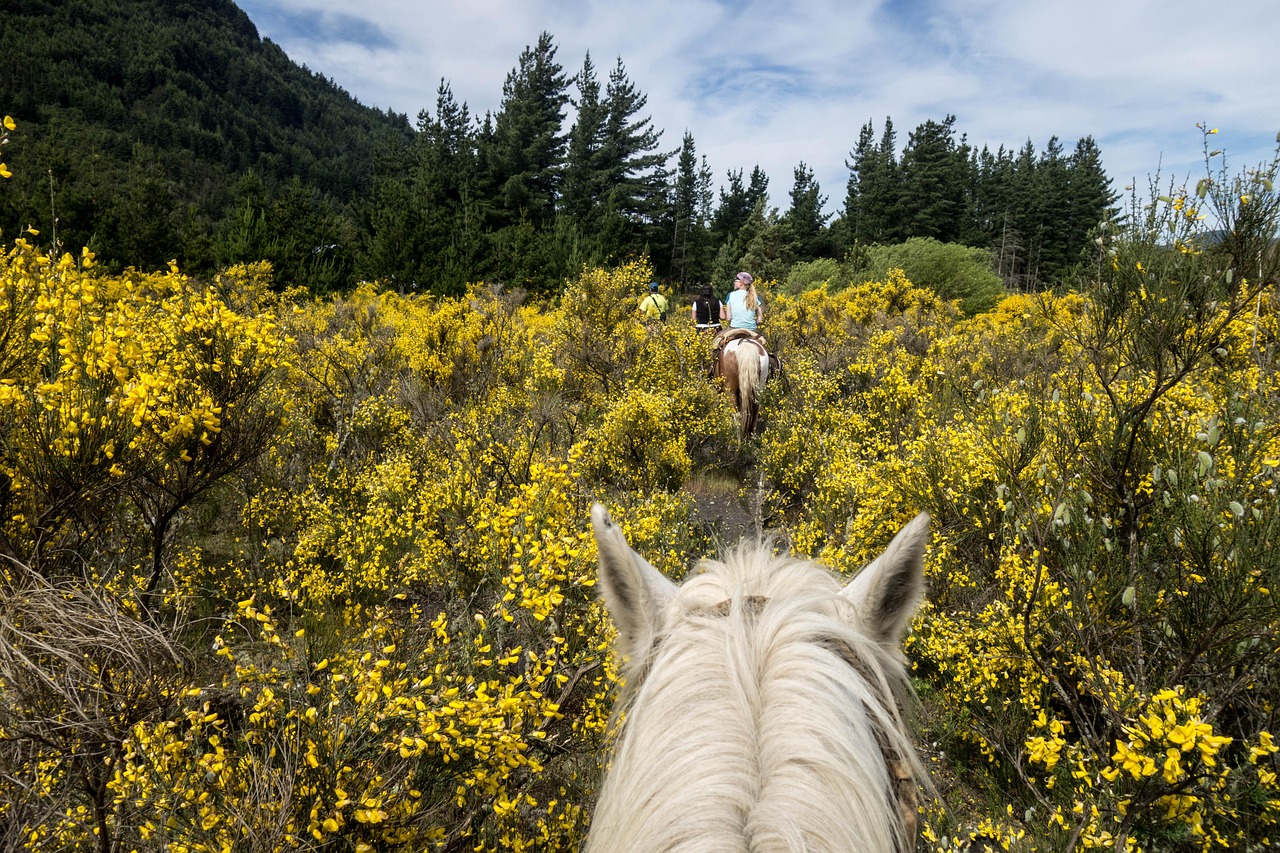 Horse photo: argentina riding