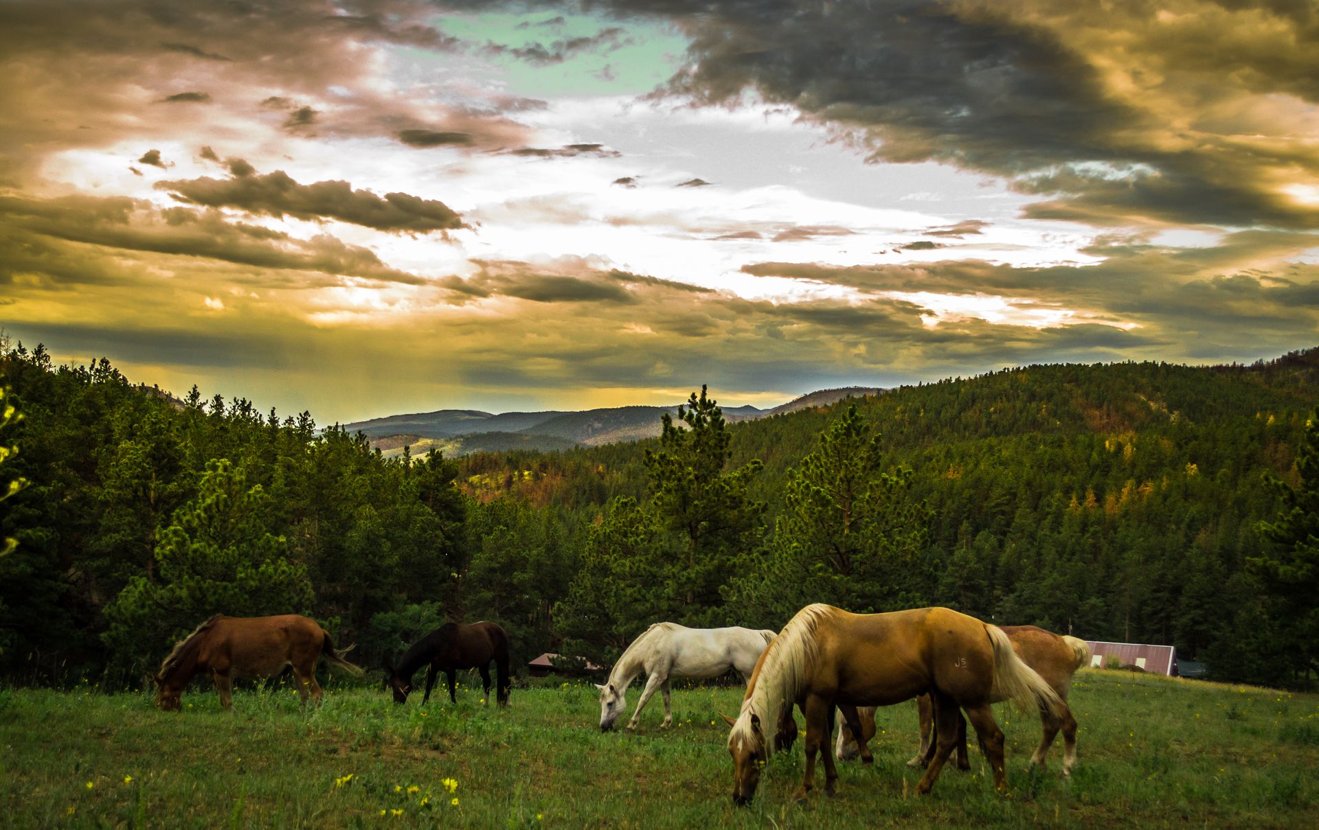 Horse photo: sunset forest mountains