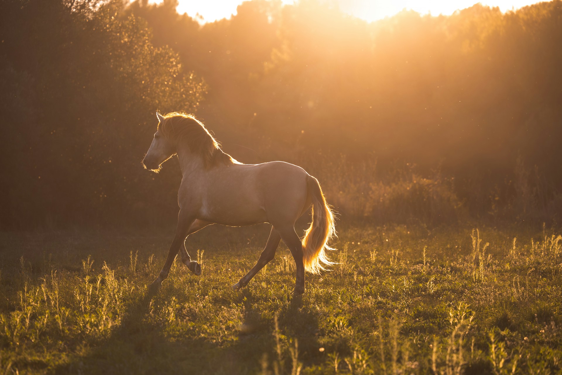 Horse photo: sunset white horse running
