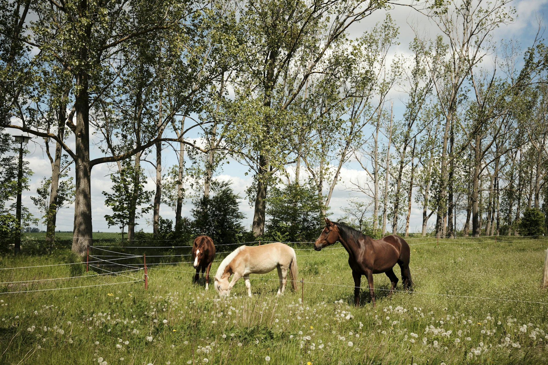 Horse photo: green pasture pair