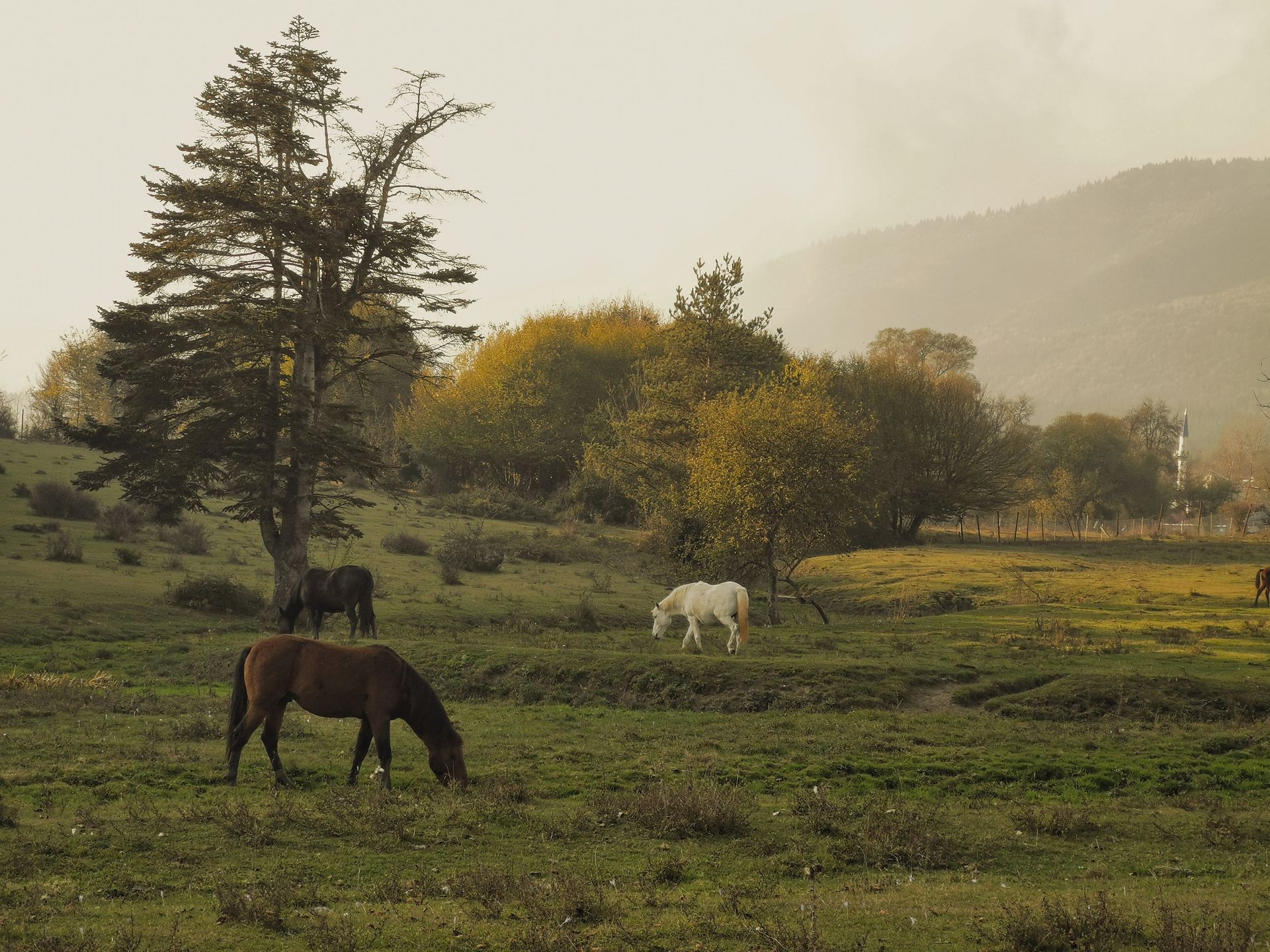 Horse photo: countryside hills