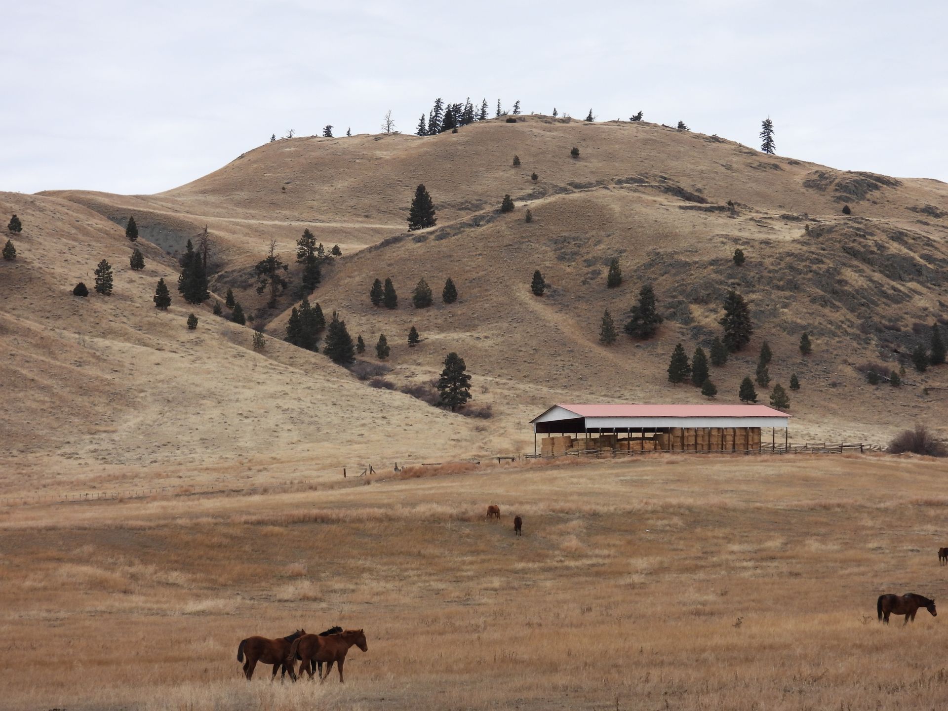 Horse photo: british columbia hills ranch