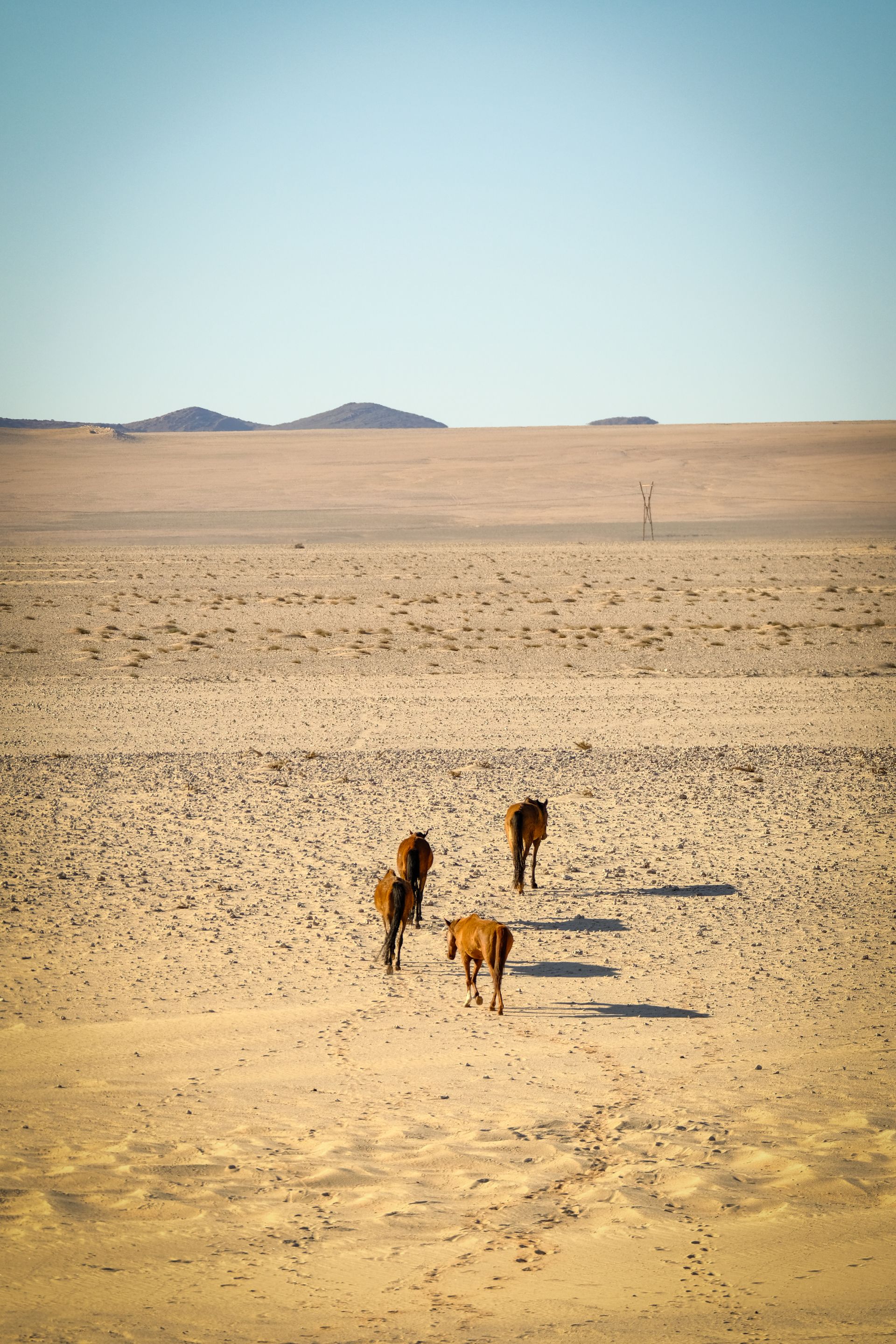 Horse photo: wild horses desert