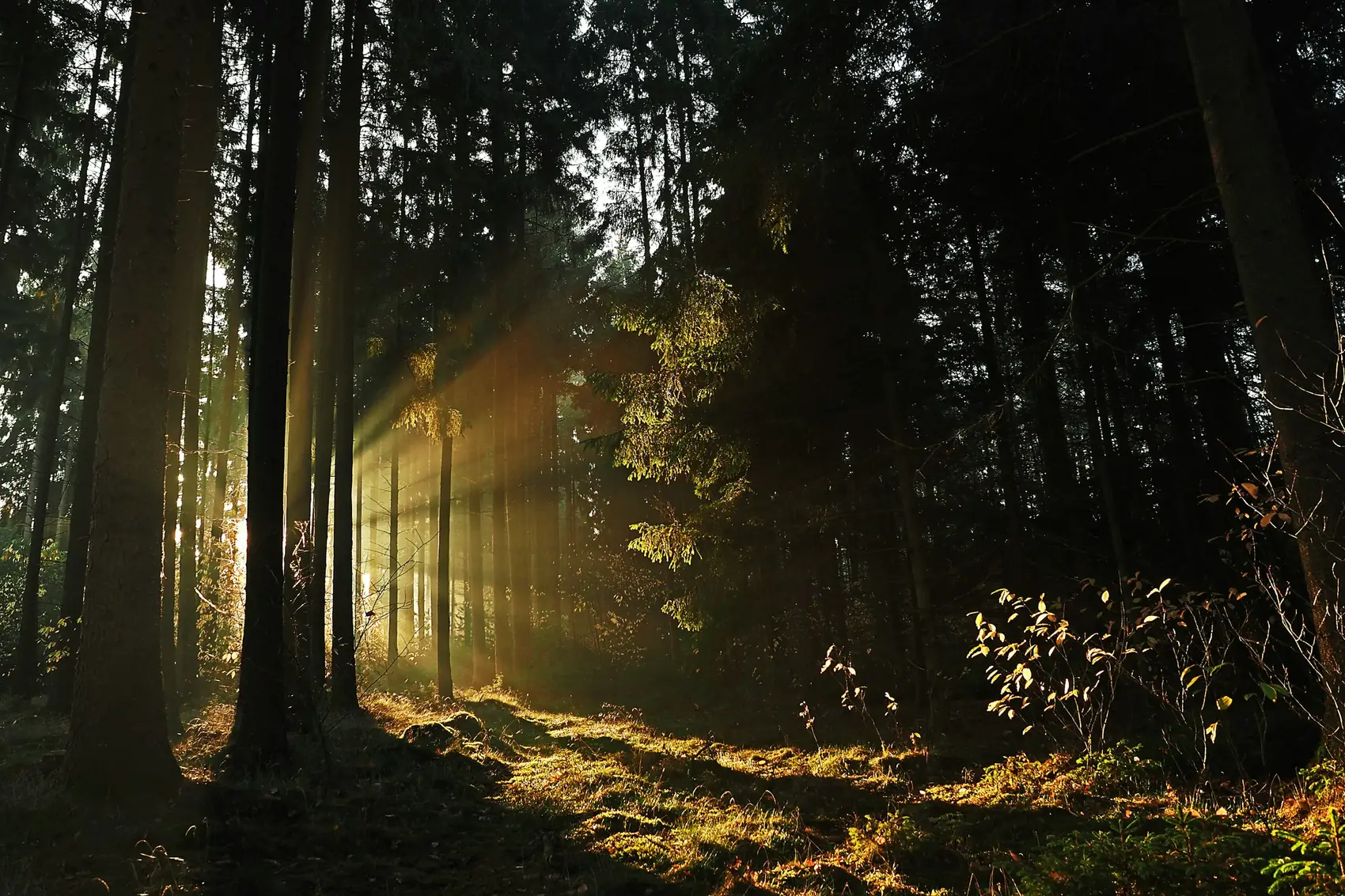 Sunlight through an evergreen forest