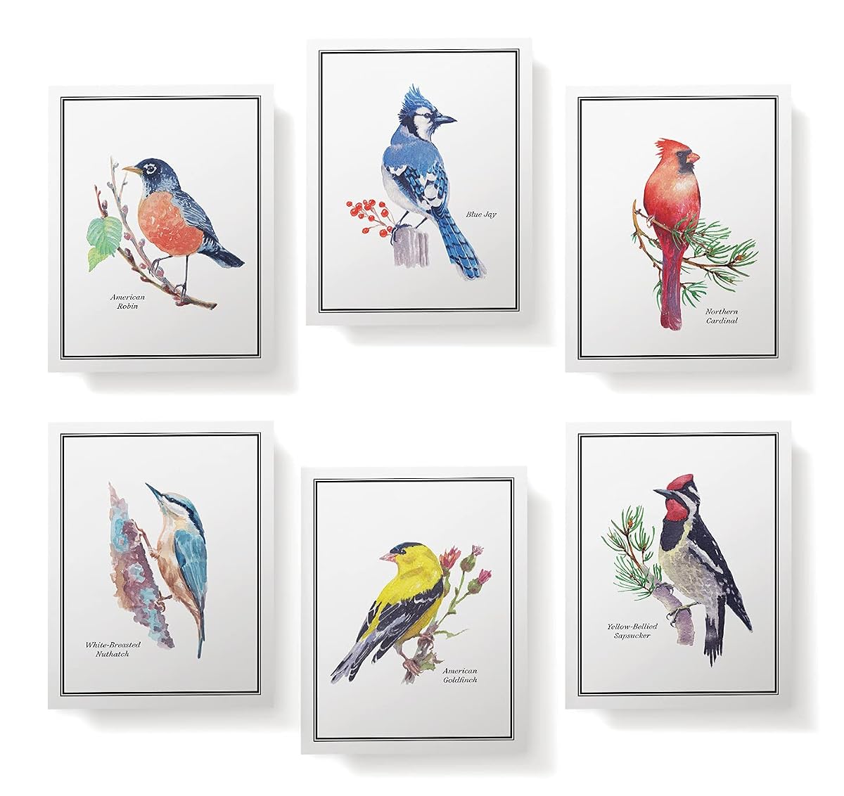 Birds of America Thank You Cards