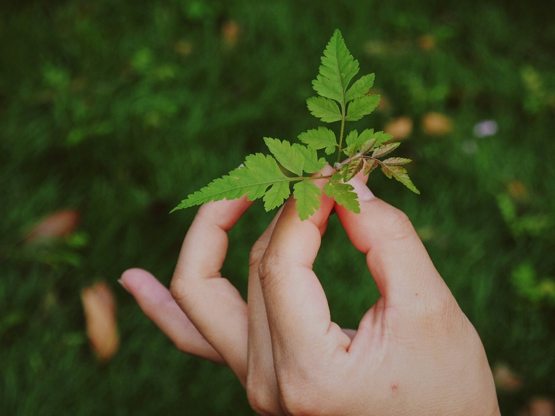 Hand holding a green fern leaf
