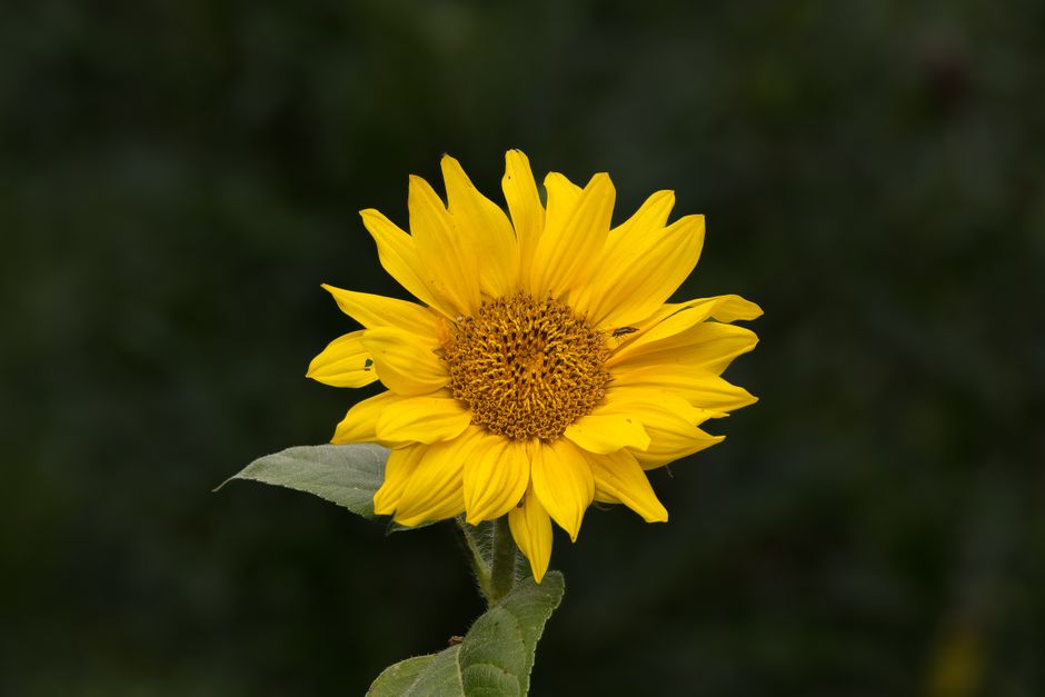 A single sunflower in bloom