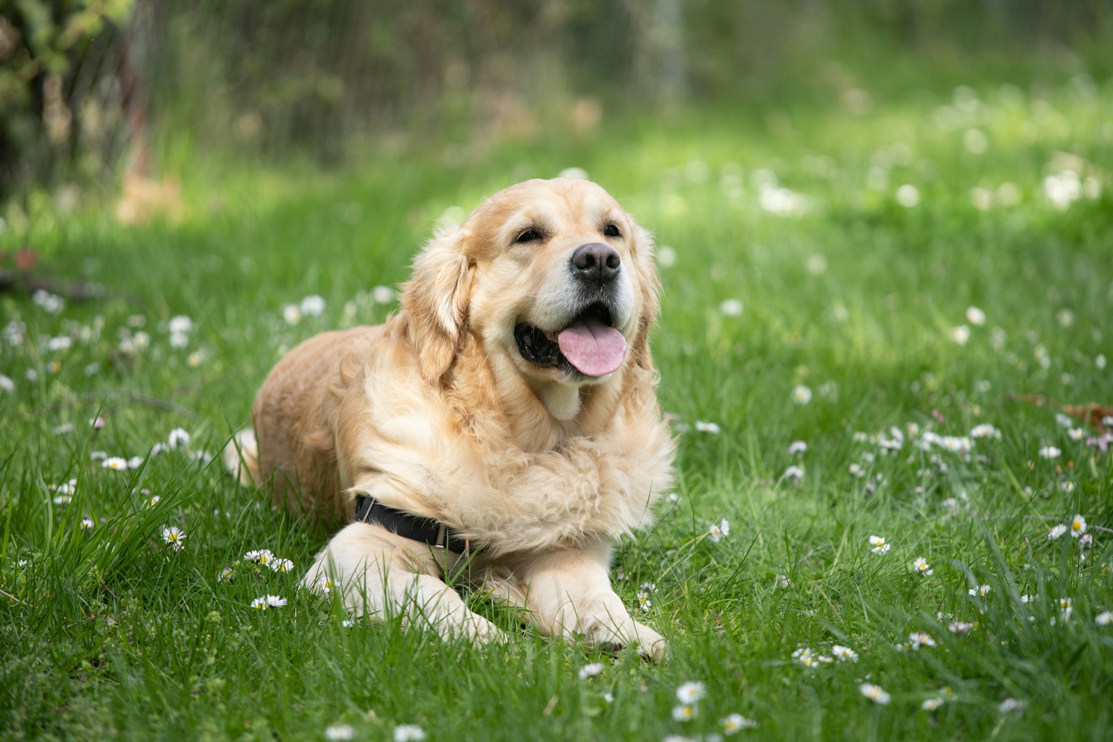 A golden retriever lying in the grass among small white flowers