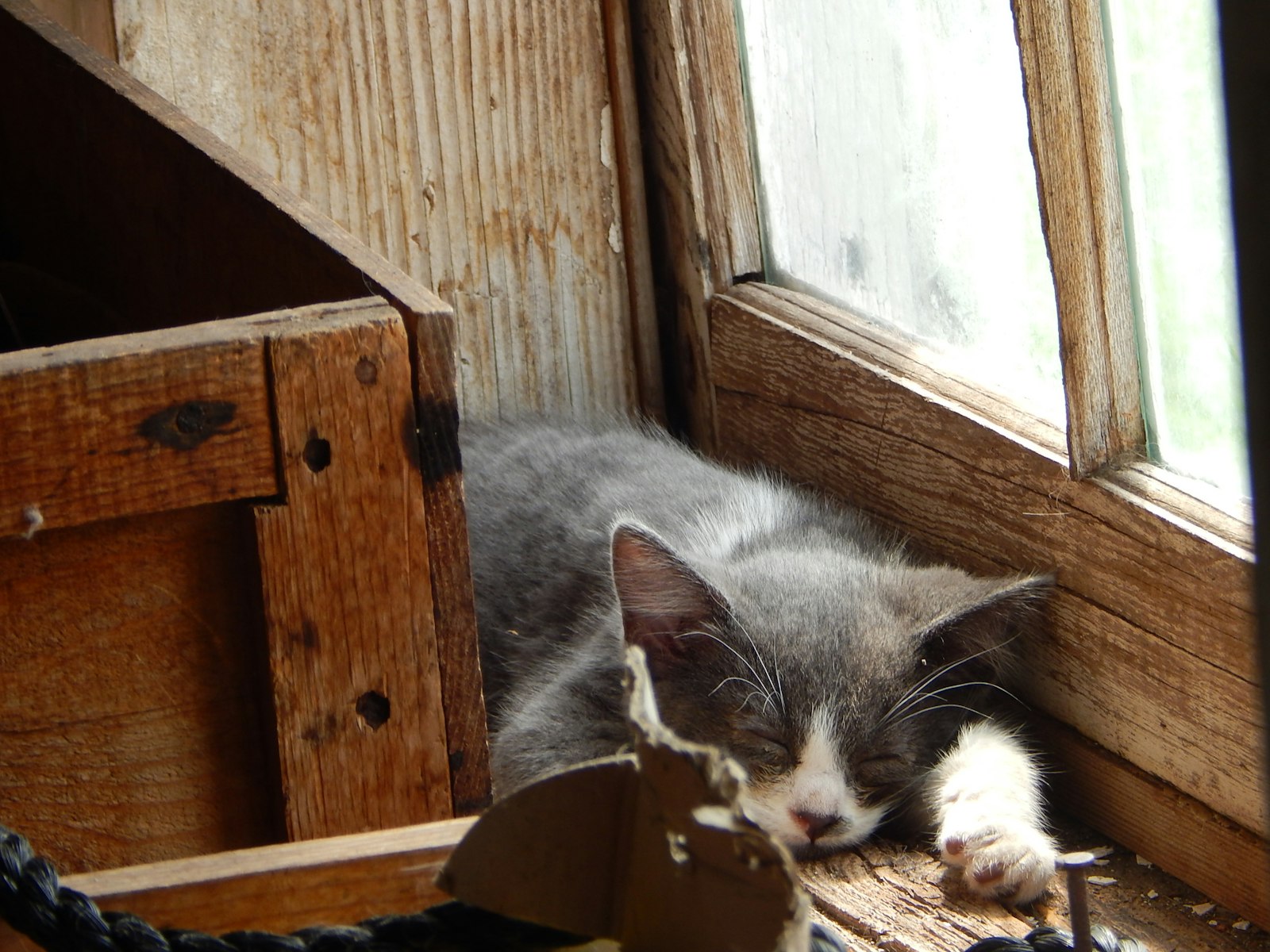 A gray and white cat asleep on a sunny wooden windowsill