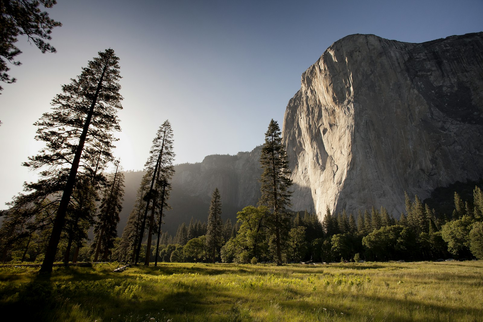 El Capitan rising above a meadow and tall pines in Yosemite National Park