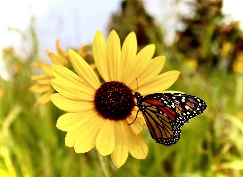 A monarch butterfly resting on a yellow sunflower