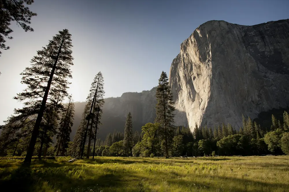 El Capitan rising above a meadow and tall pines in Yosemite National Park