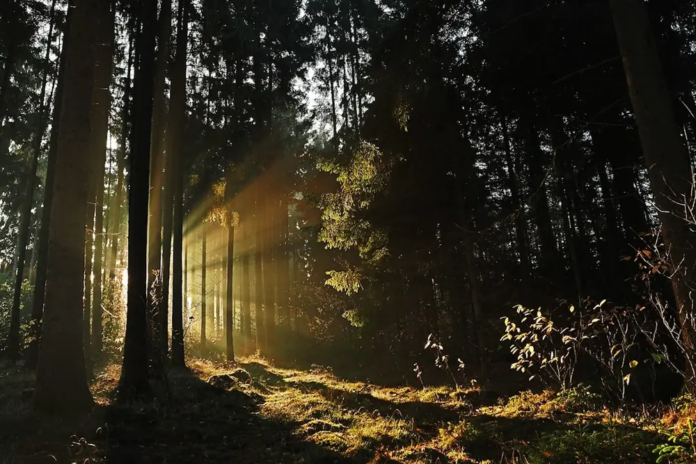 Morning sunlight coming through a pine forest