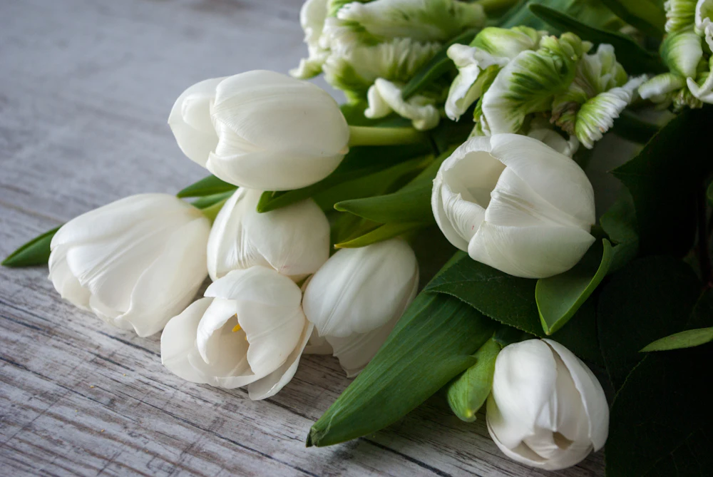 White tulips lying on a weathered wooden table
