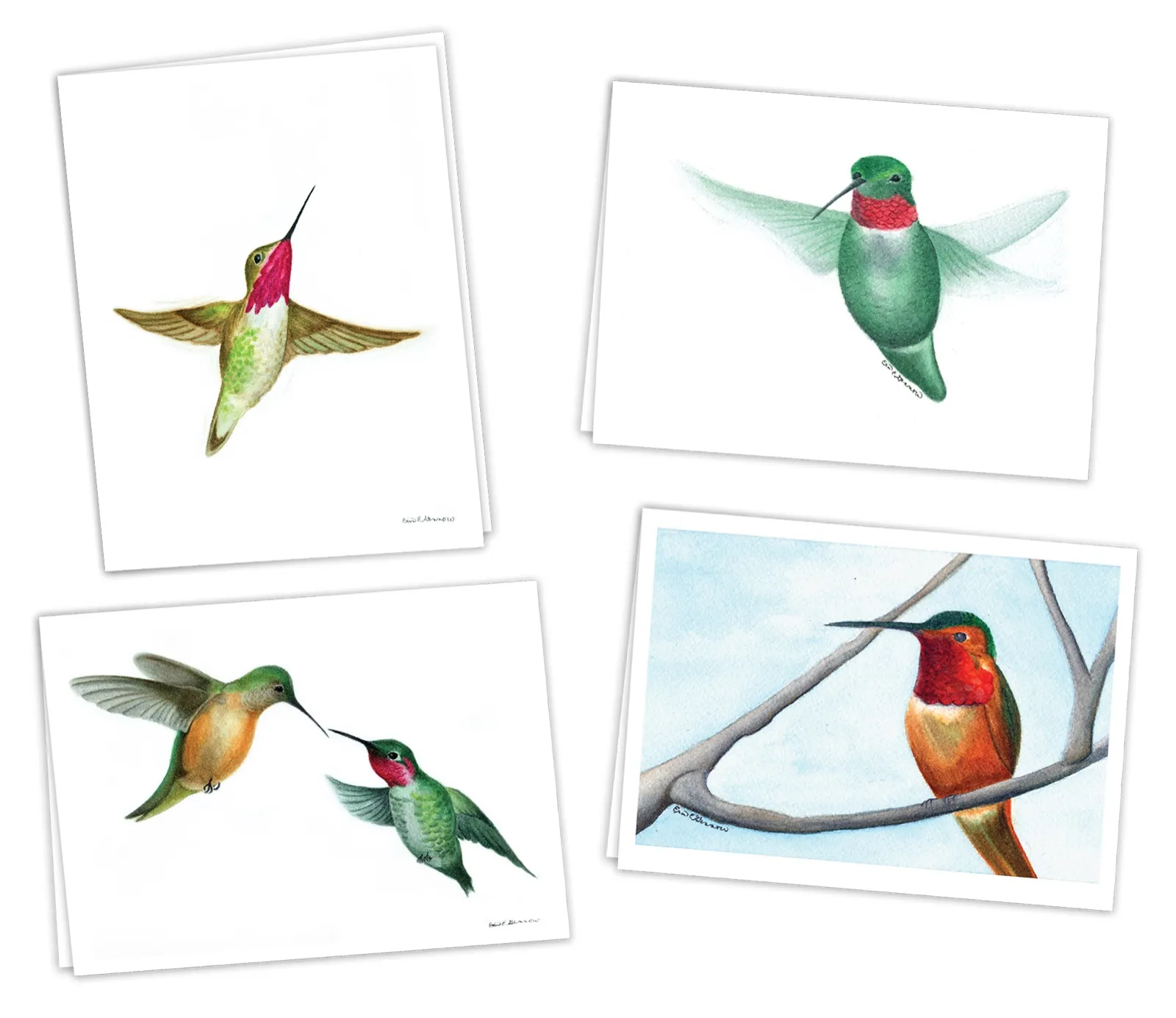 Watercolor hummingbird paintings.