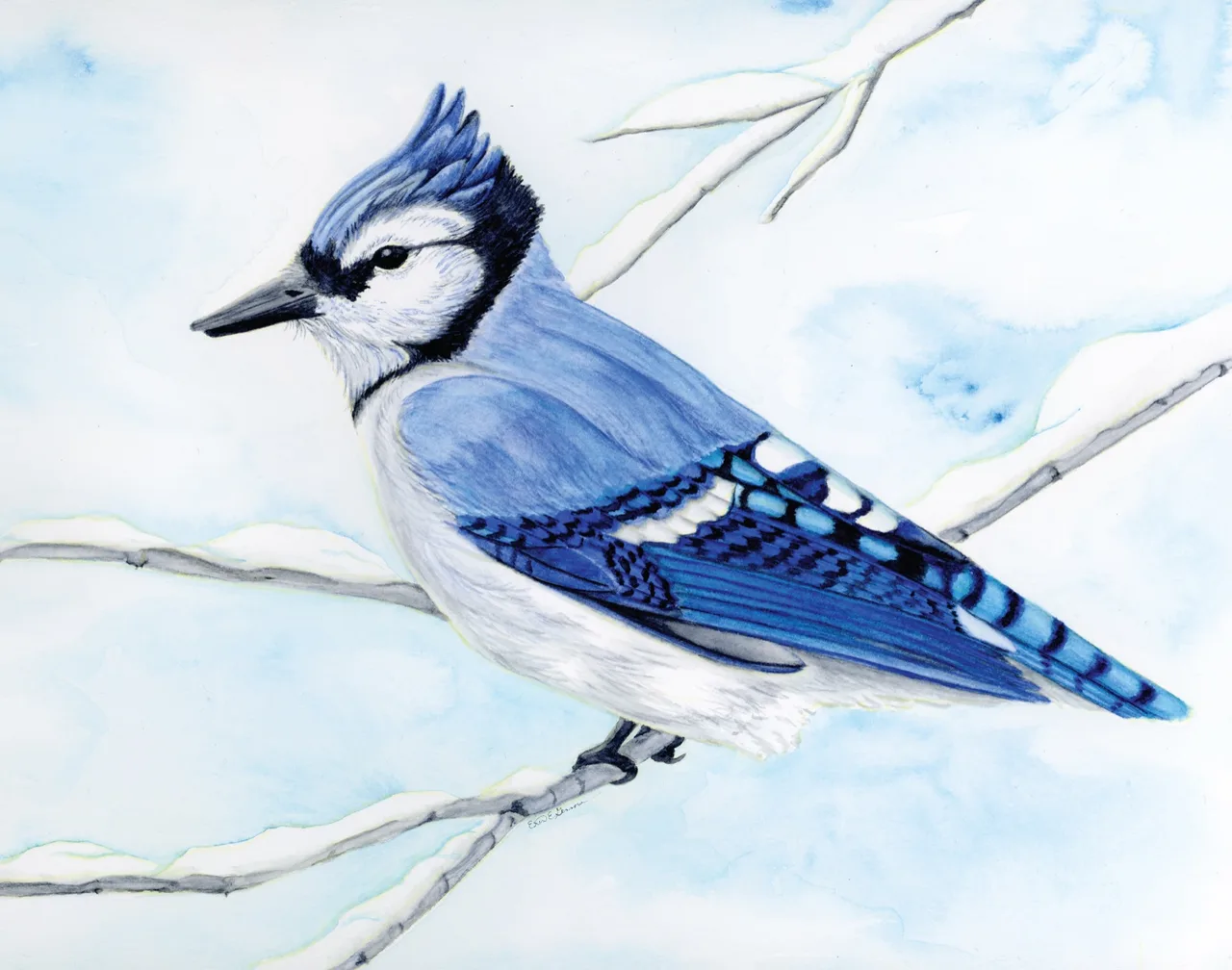 Detailed watercolor illustration of a blue jay perched on snow-covered branches against a pale blue sky.