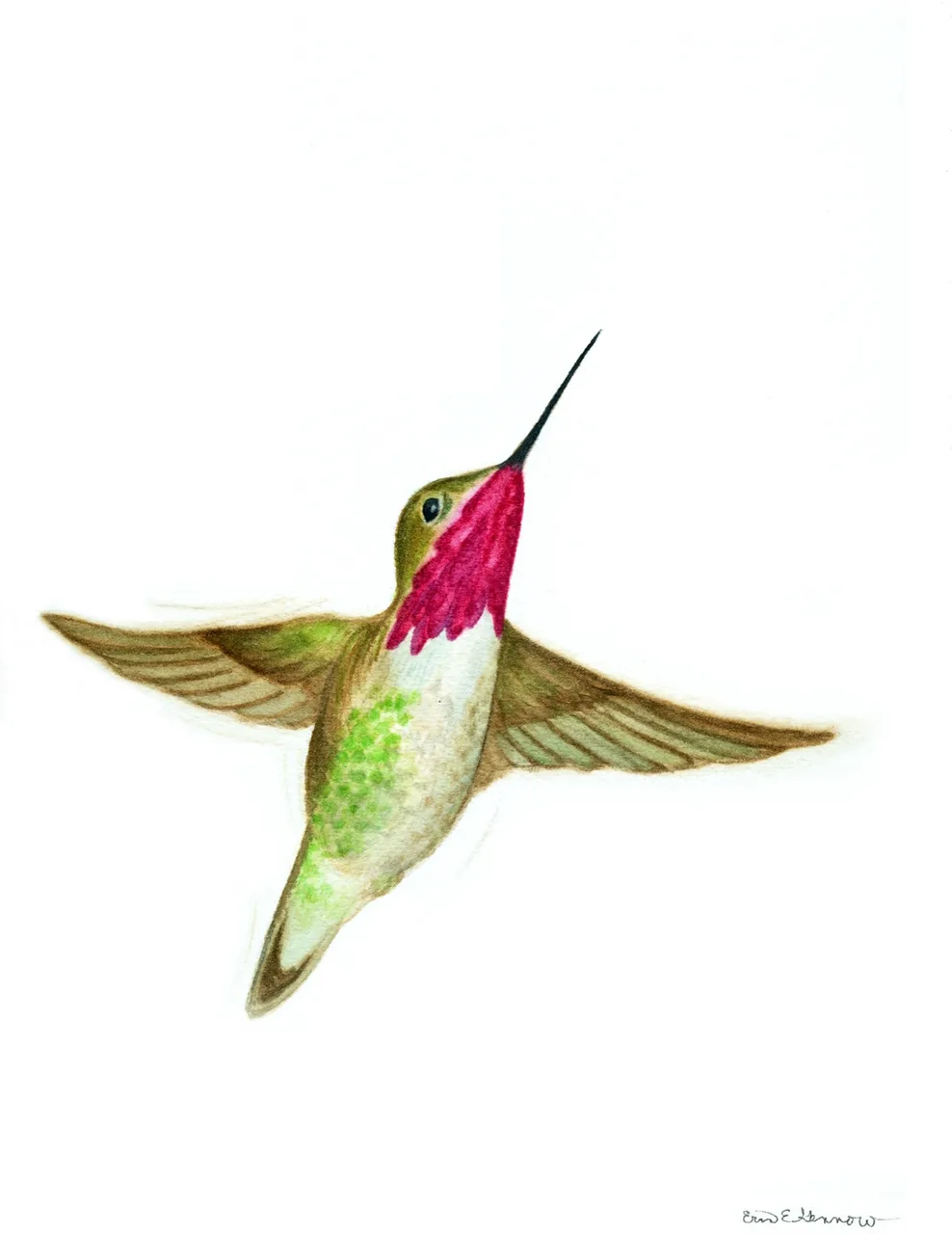 Watercolor painting of a hummingbird with green and brown feathers and a bright pink throat flying with wings spread.