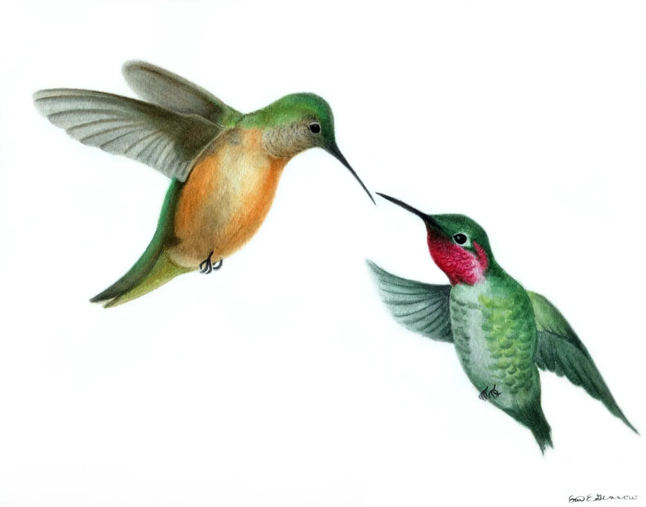 Illustration of two hummingbirds facing each other, one with orange and green feathers and the other with green and red feathers, hovering with wings spread.