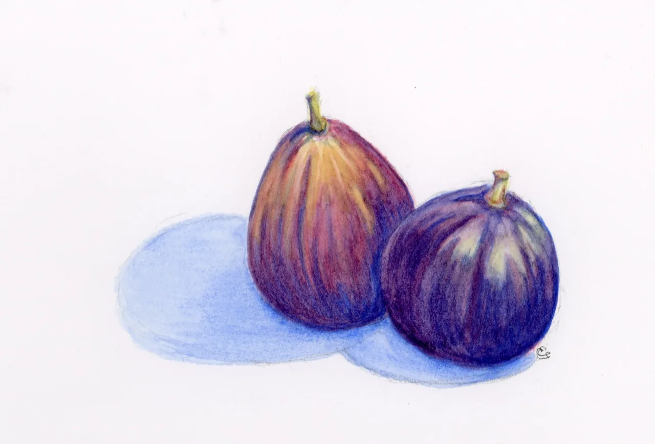 Painting of two ripe purple figs casting a soft blue shadow.