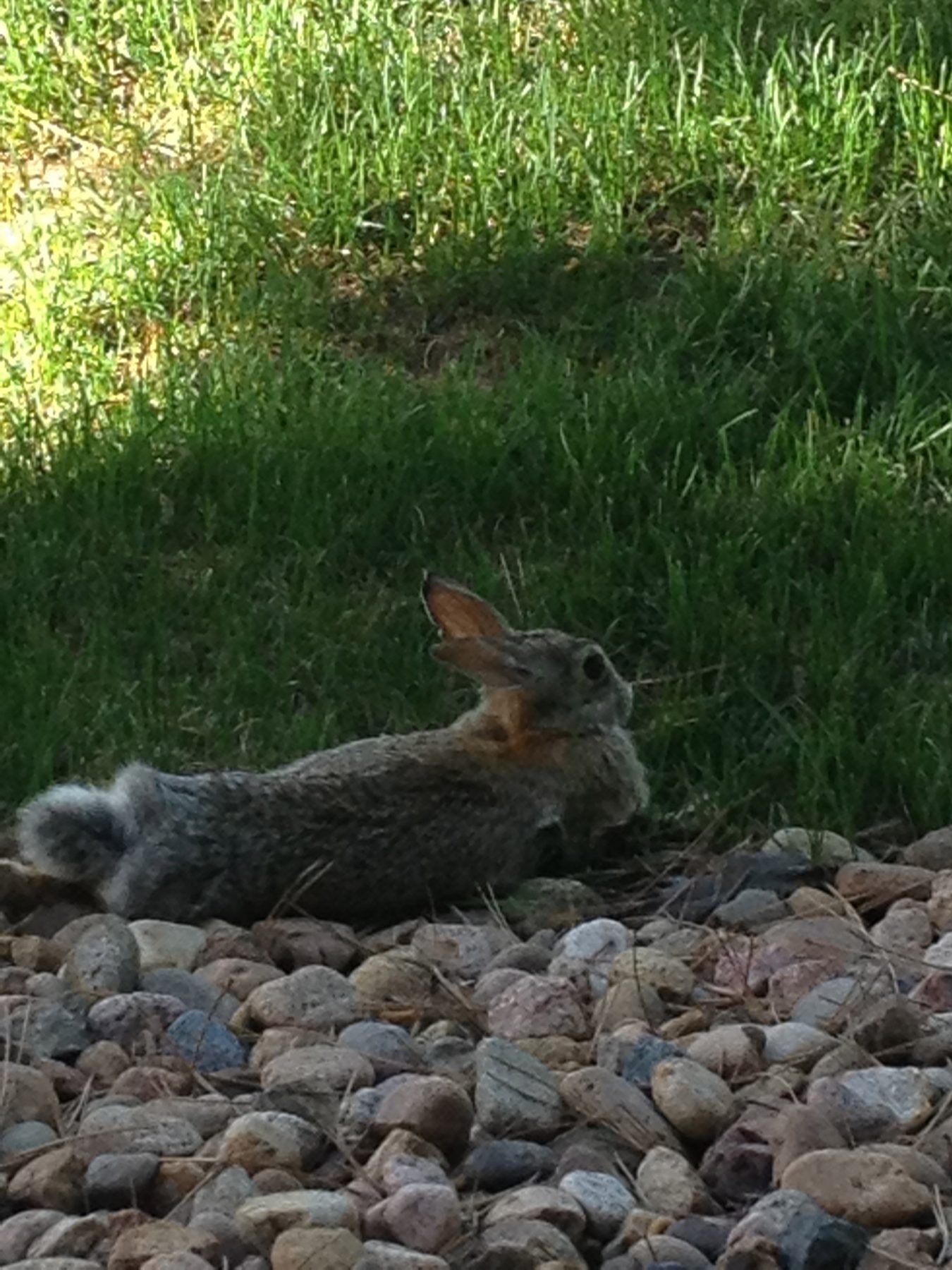 A cottontail rabbit resting on rocks