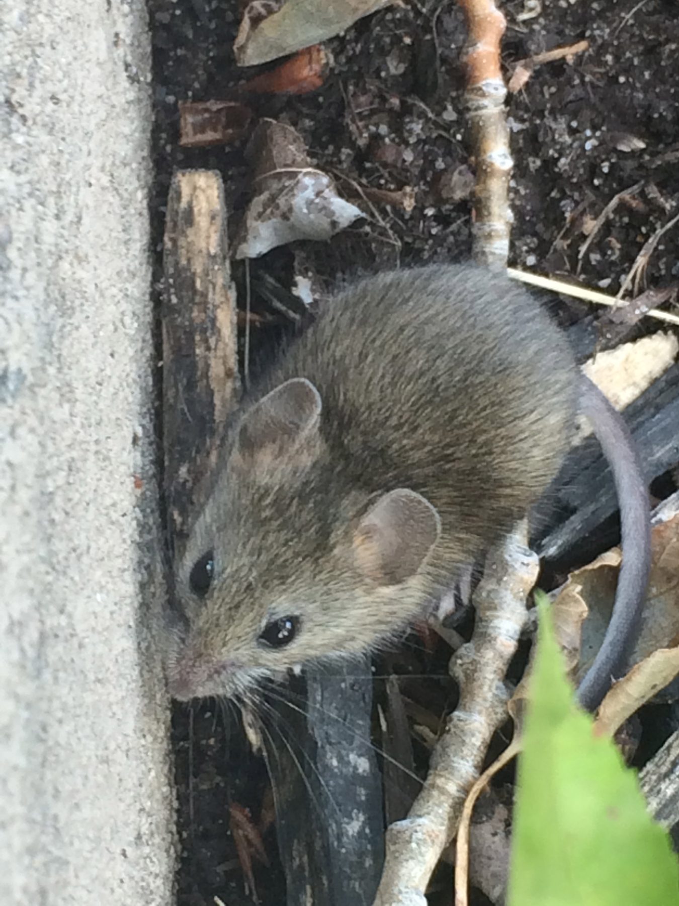 A field mouse peeking out from a woodpile