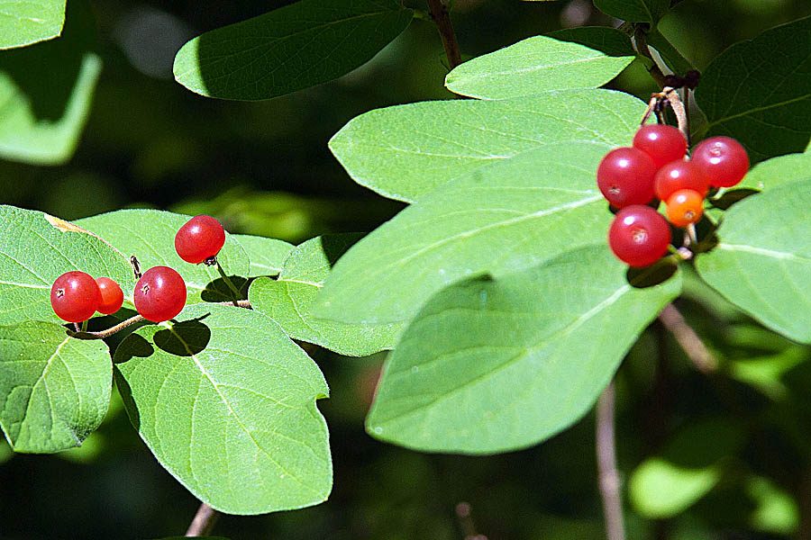Red chokecherries among green leaves