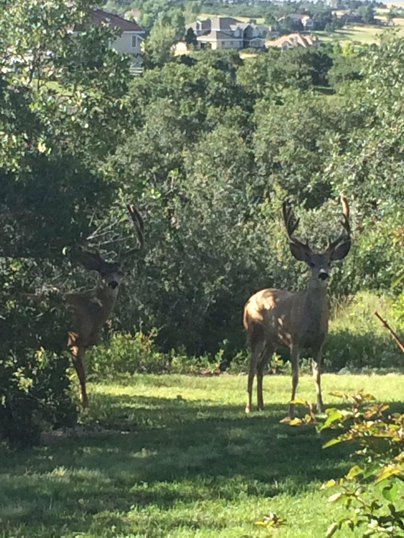 Mule deer in a Charter Oaks yard