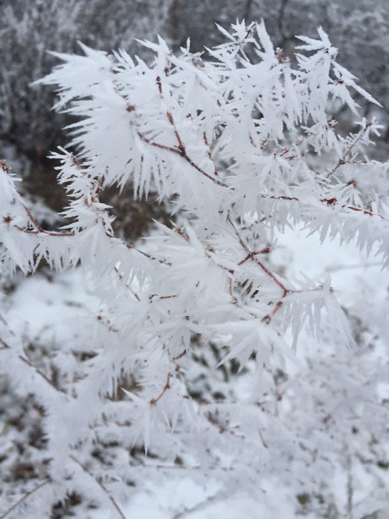 Hoarfrost on scrub oak branches