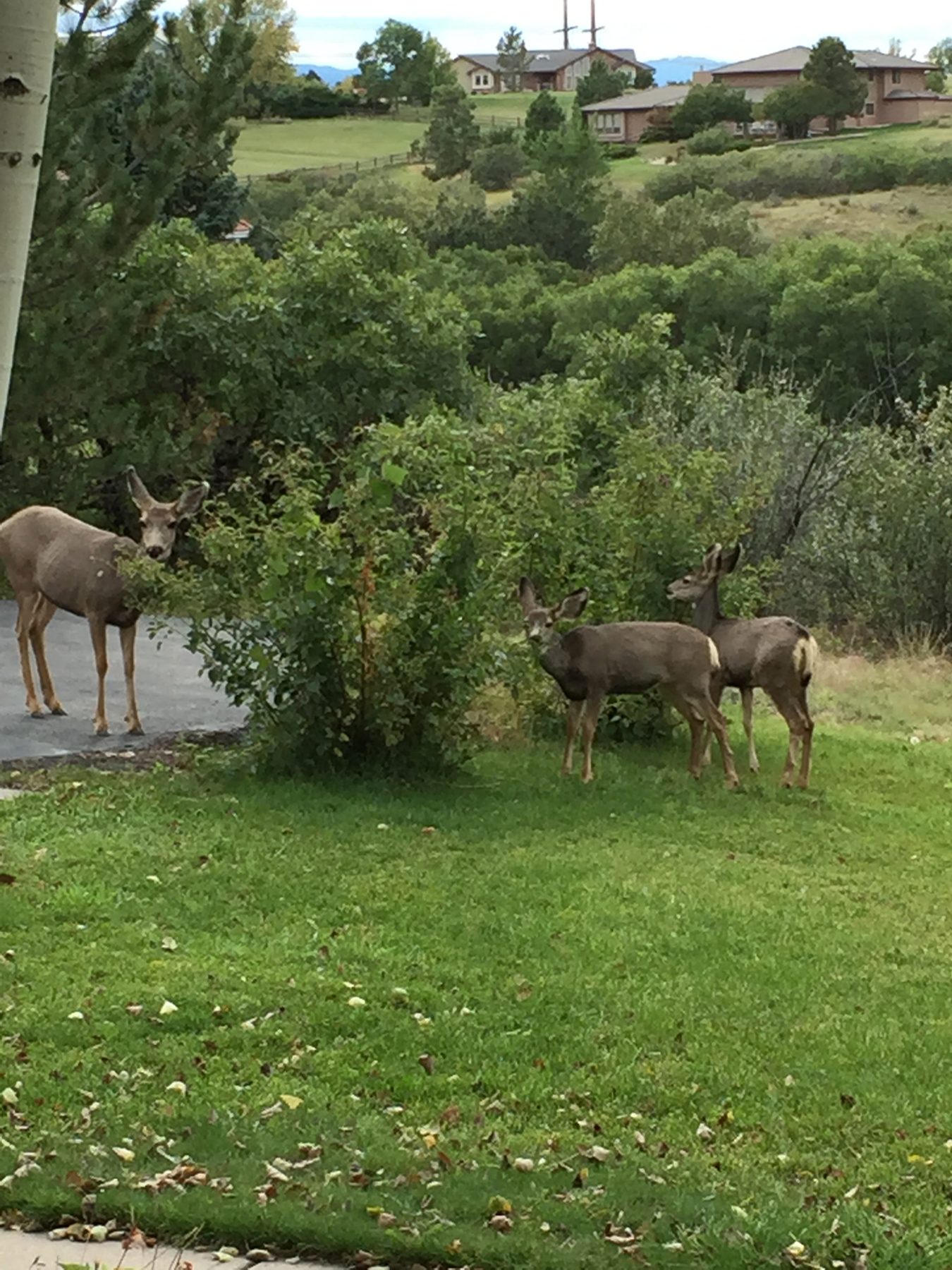 Deer grazing near a home