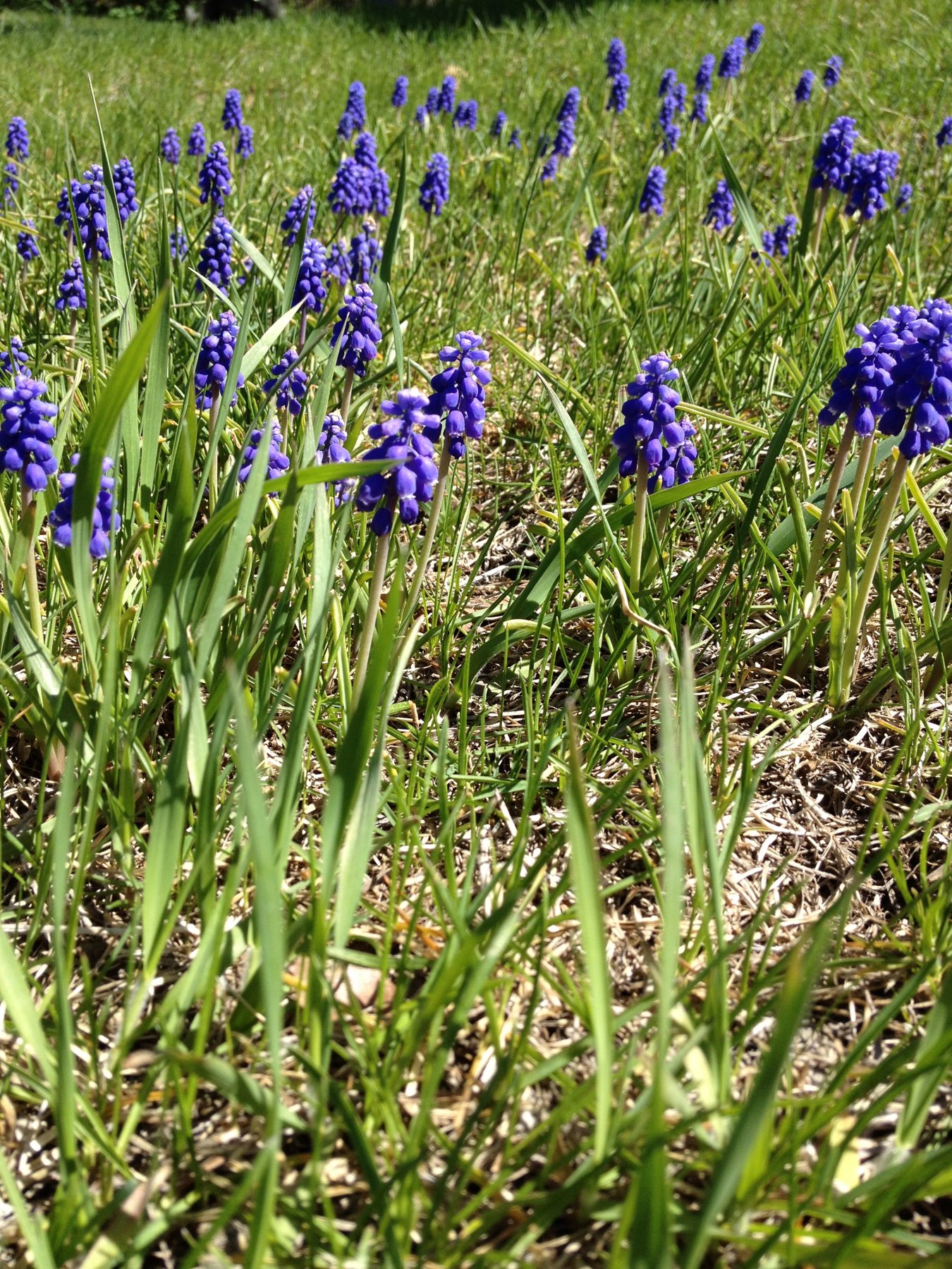 Purple grape hyacinths in spring