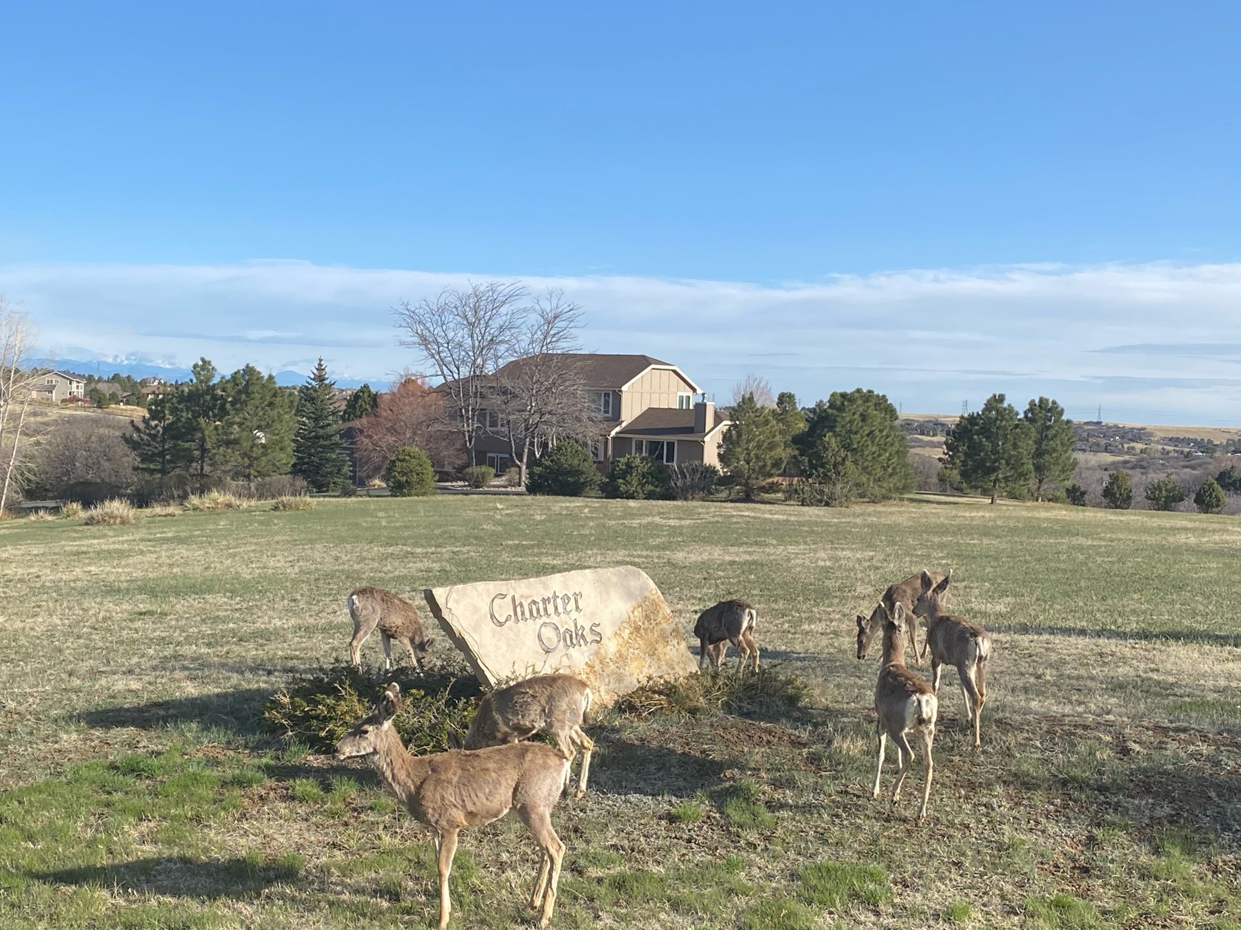 Mule deer gathered around the Charter Oaks entrance sign