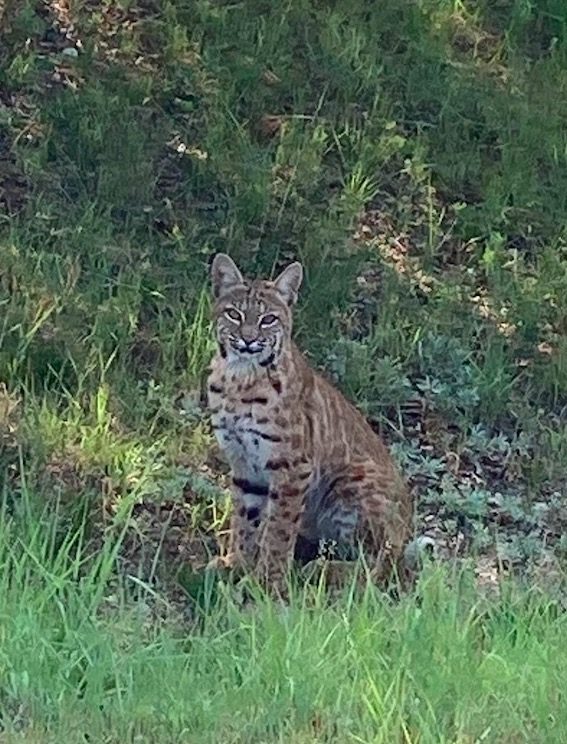 A bobcat sitting in green grass