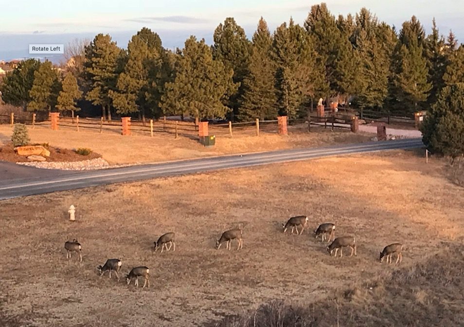 A herd of deer grazing in a Charter Oaks backyard