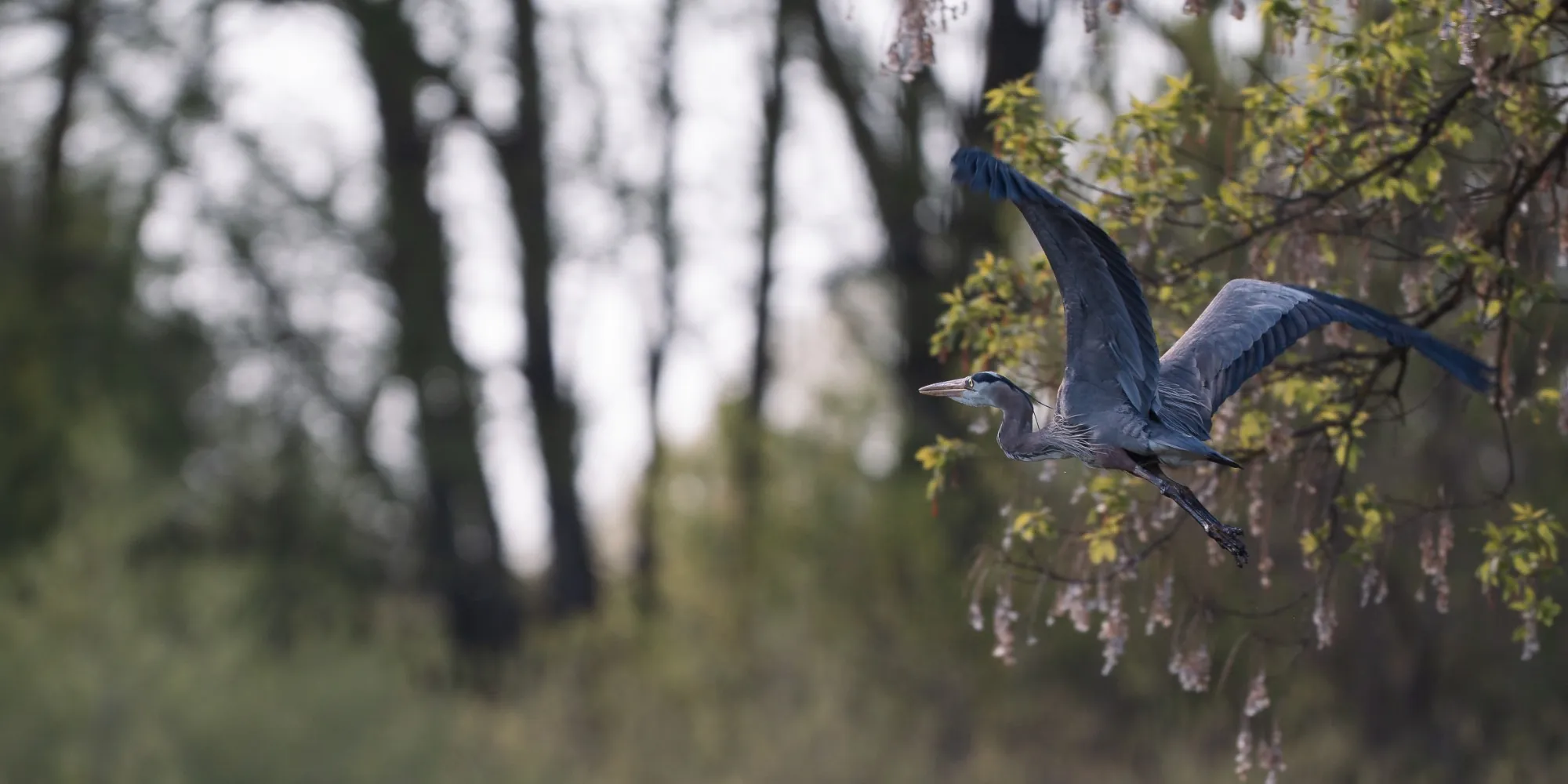 Great blue heron in flight with wings raised, passing blossoming branches in front of a softly blurred forest.