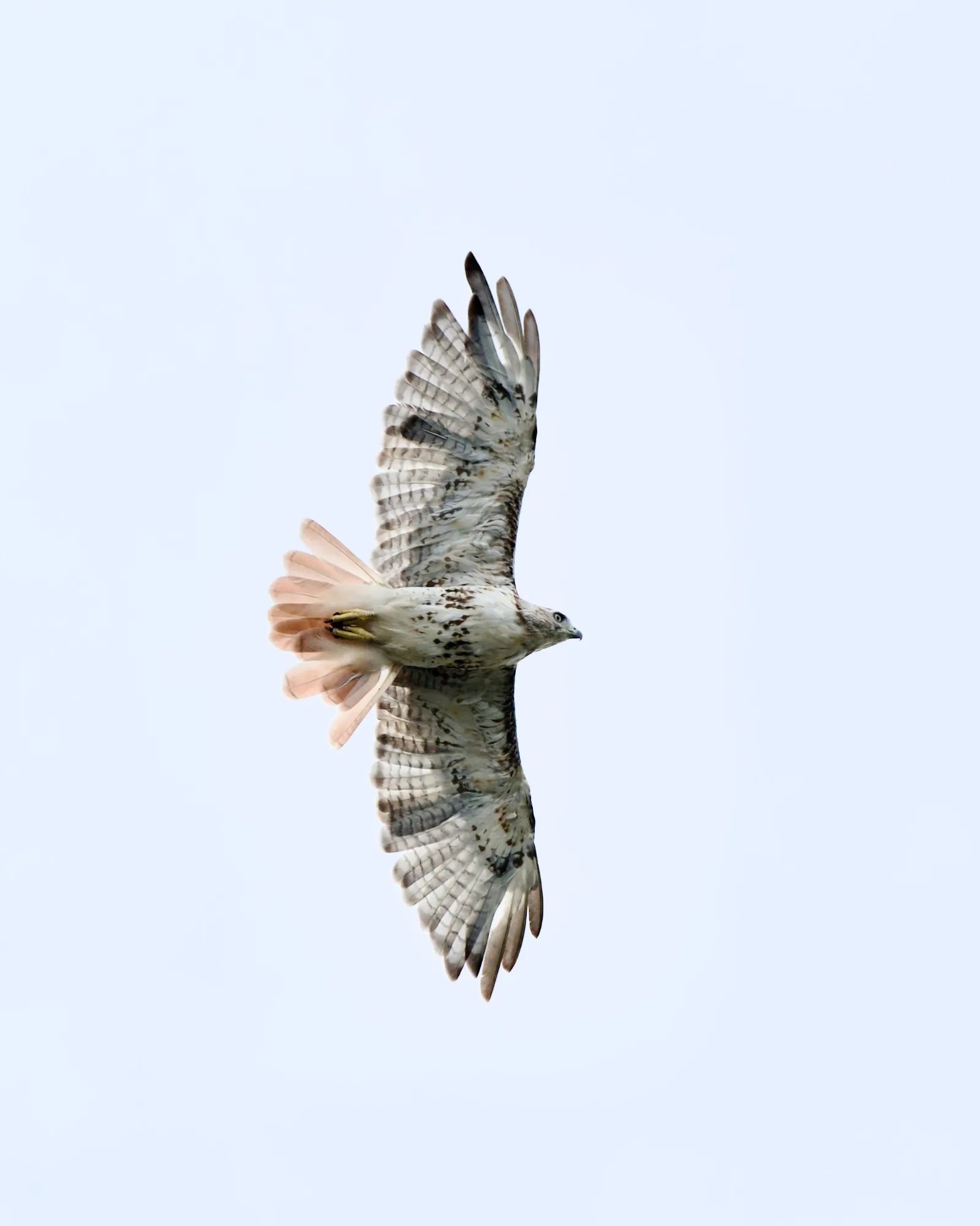 Red-tailed hawk seen from below in flight, wings fully spread and rust-coloured tail fanned against a pale sky.
