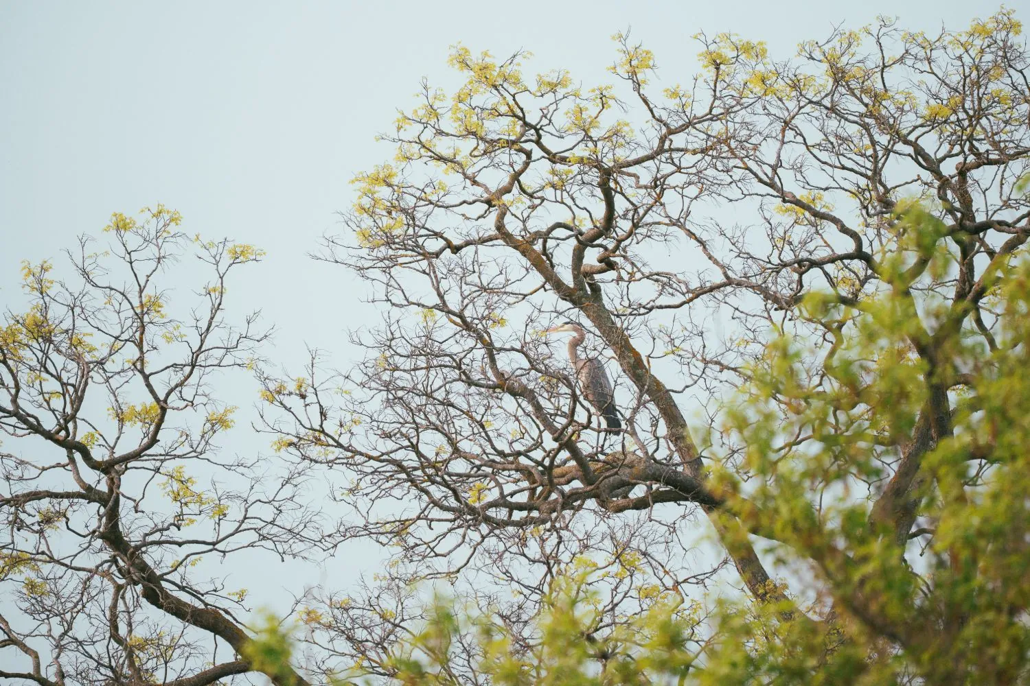 Great blue heron perched high in a tree with new yellow-green spring leaves against a pale sky.