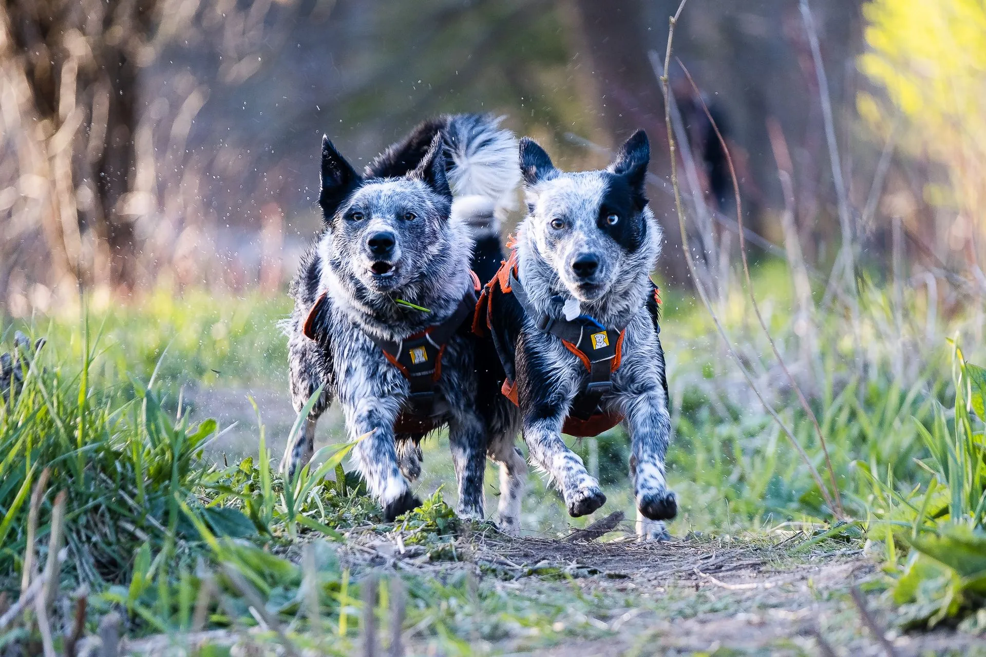 Two wet blue-and-white speckled dogs in orange harnesses running straight toward the camera on a grassy forest trail.