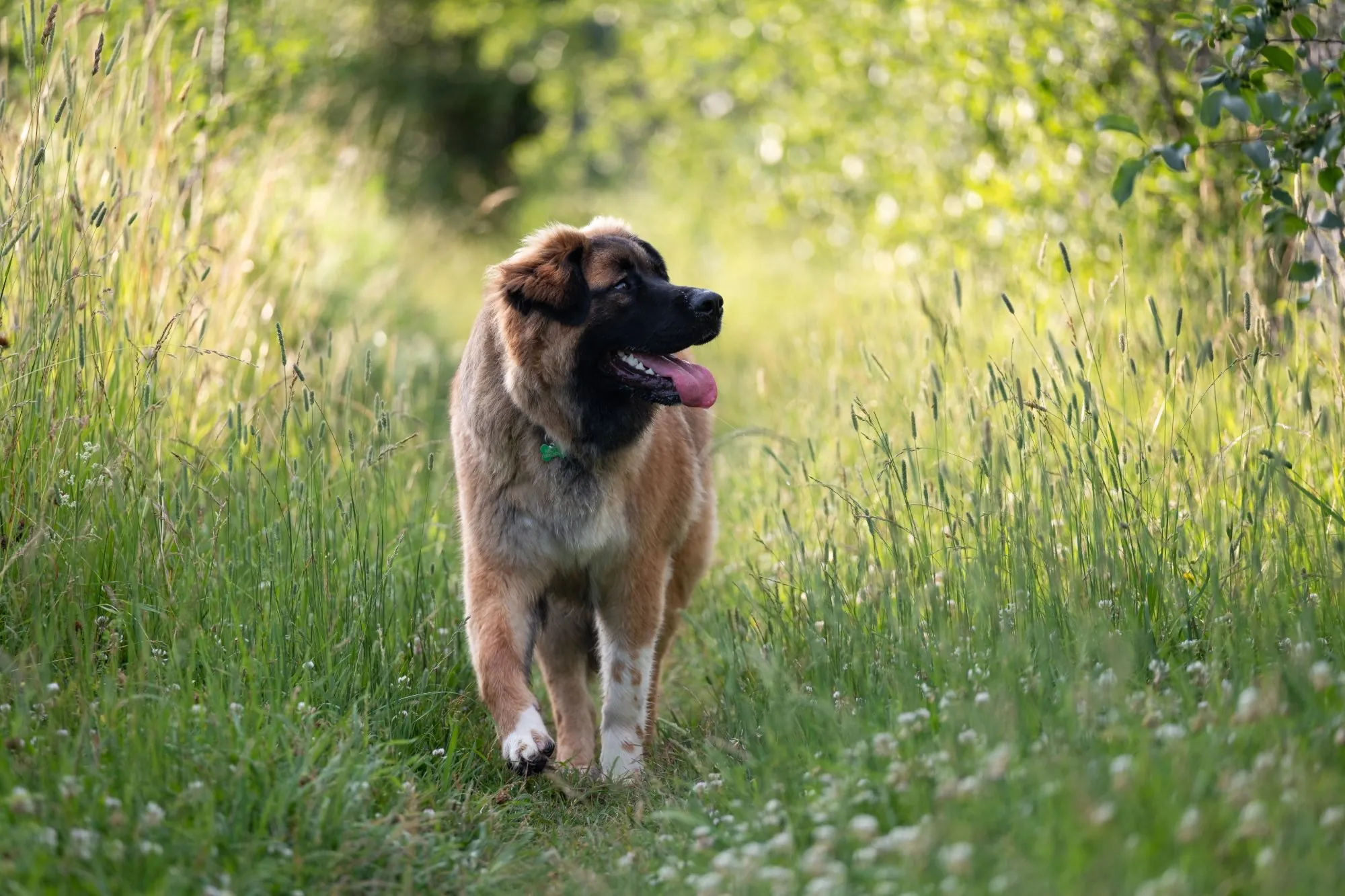 Large fluffy brown dog with a black face walking along a path through tall summer grass and clover.