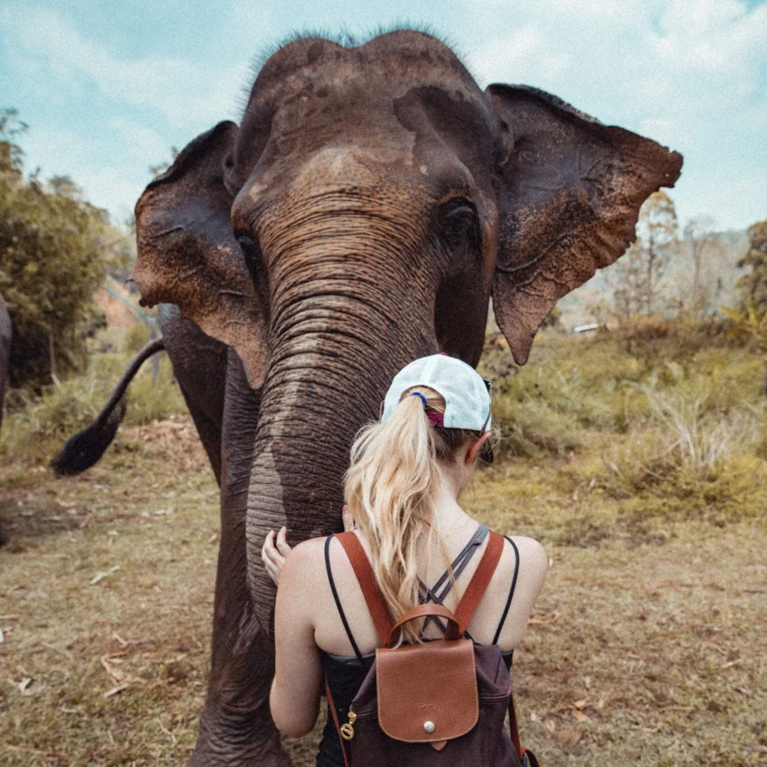 Woman with a blonde ponytail, cap and leather backpack standing close to an elephant, seen from behind in a grassy clearing.