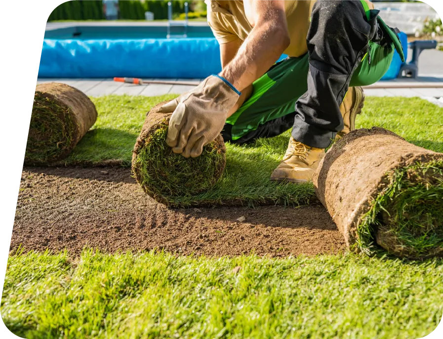 Man rolling out ready lawn 